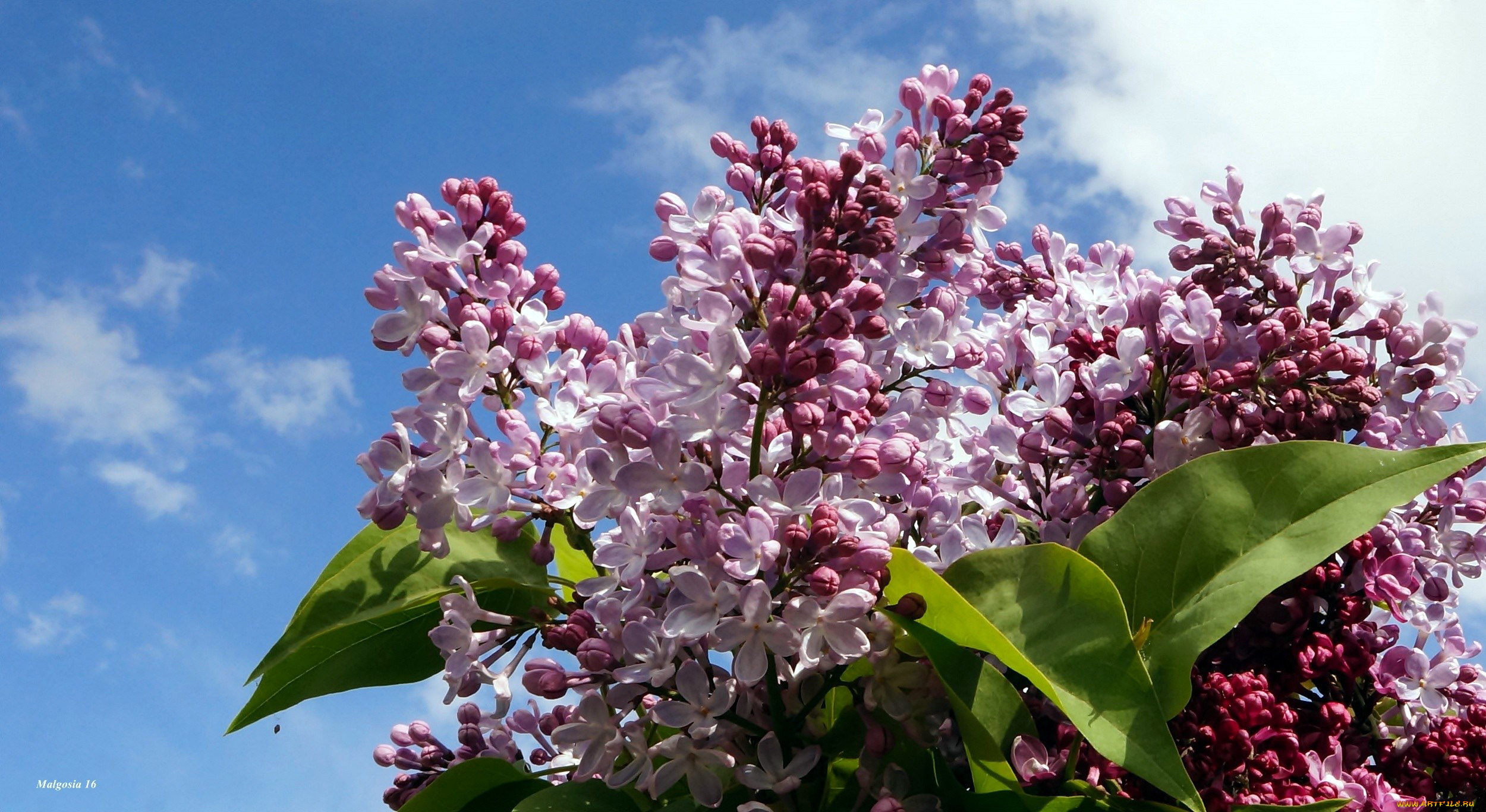 цветы, сирень, небо, ветки, весна