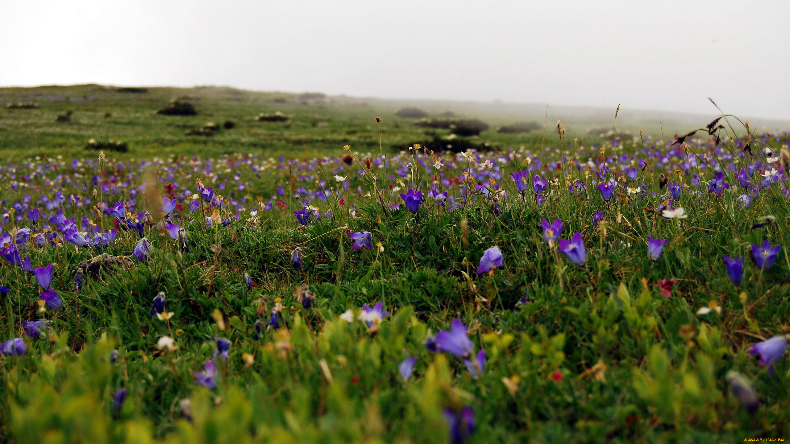 природа, луга, цветы, луг, весна