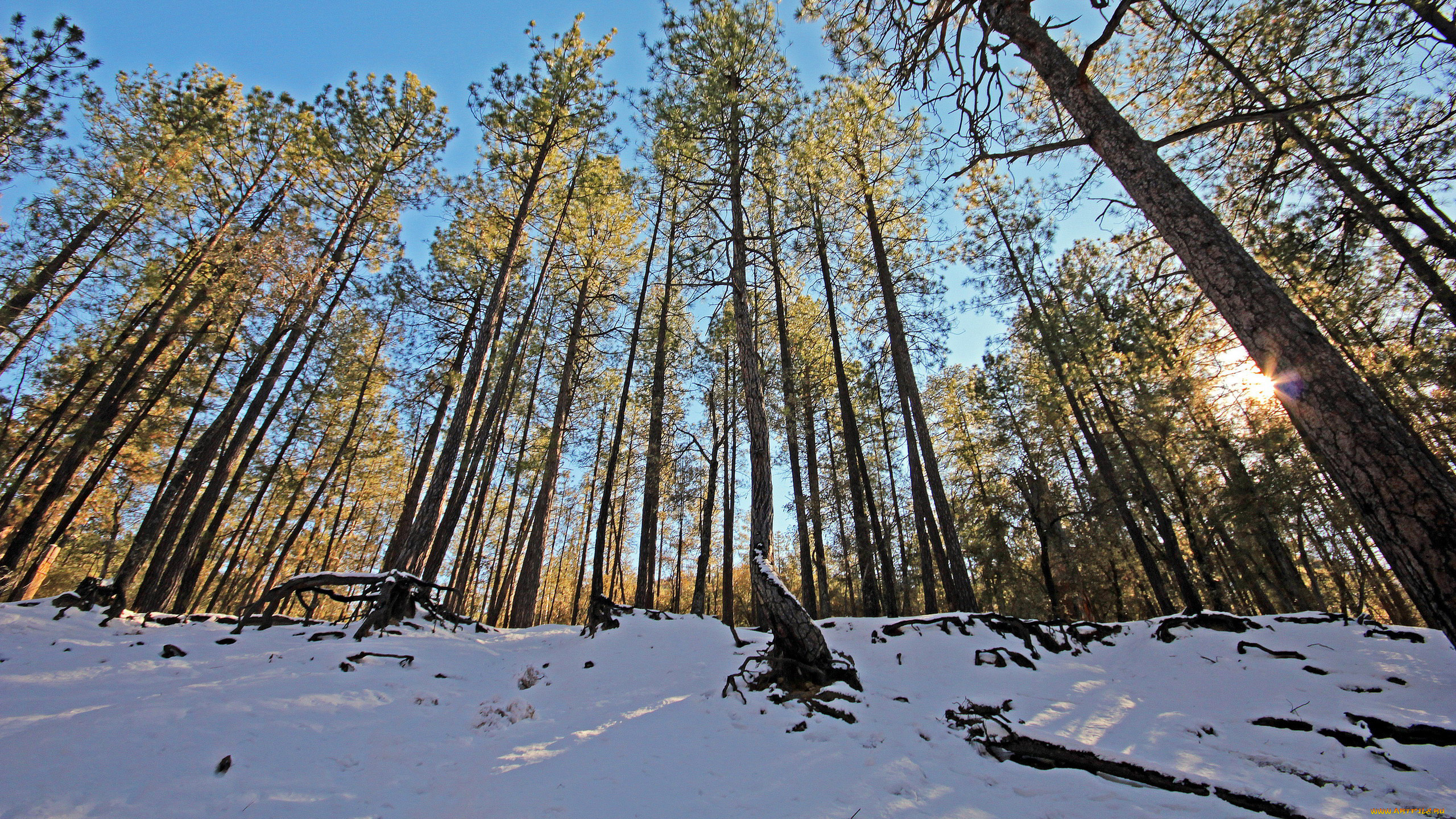 природа, зима, сосны, снег