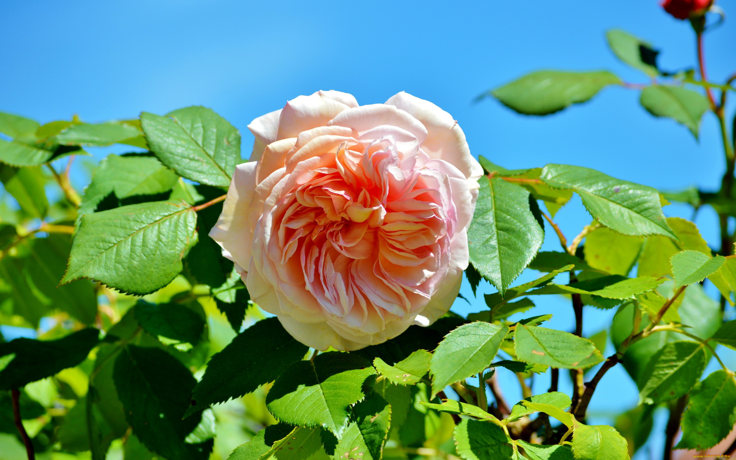 цветы, розы, розовый