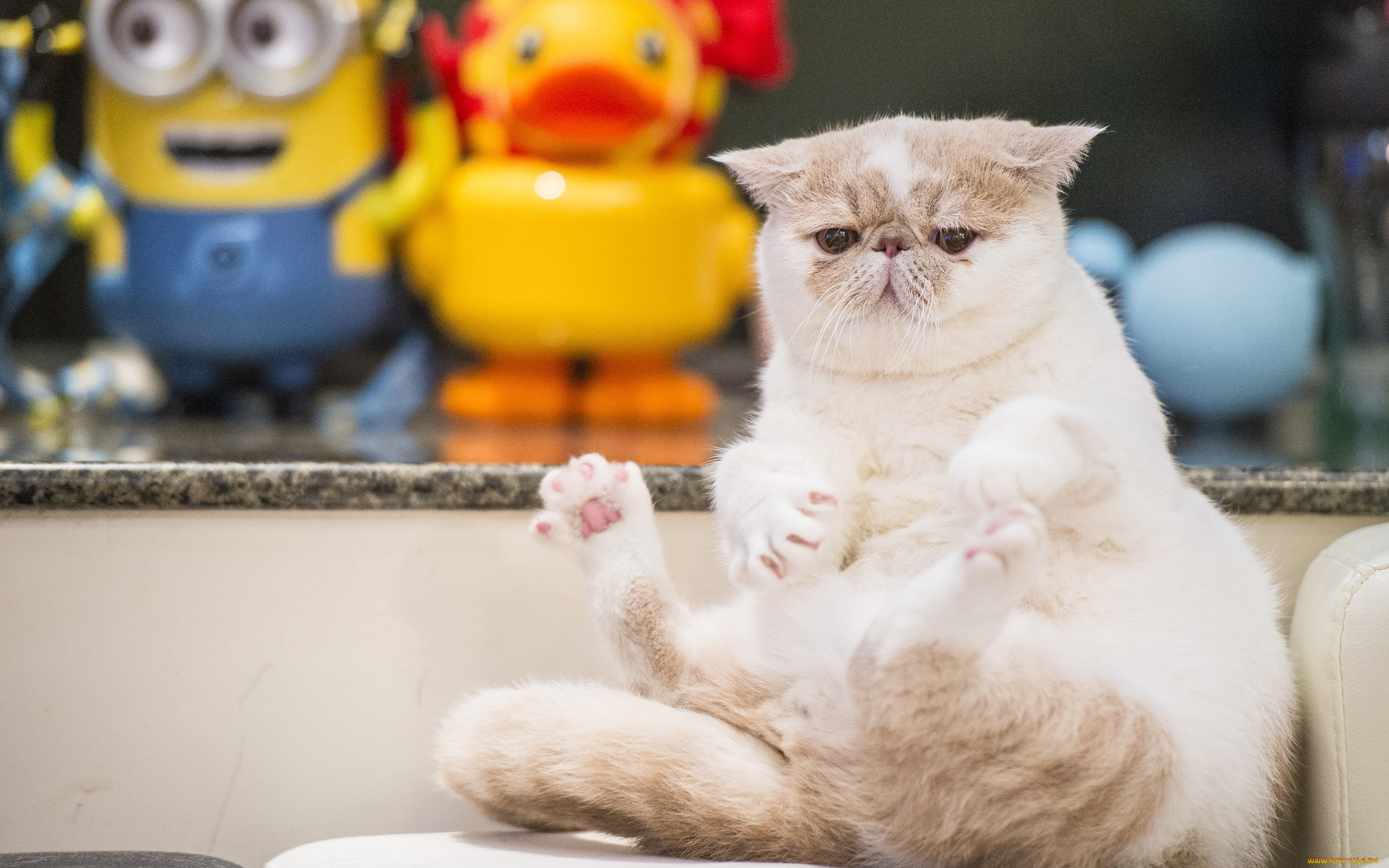 животные, коты, кот, толстяк