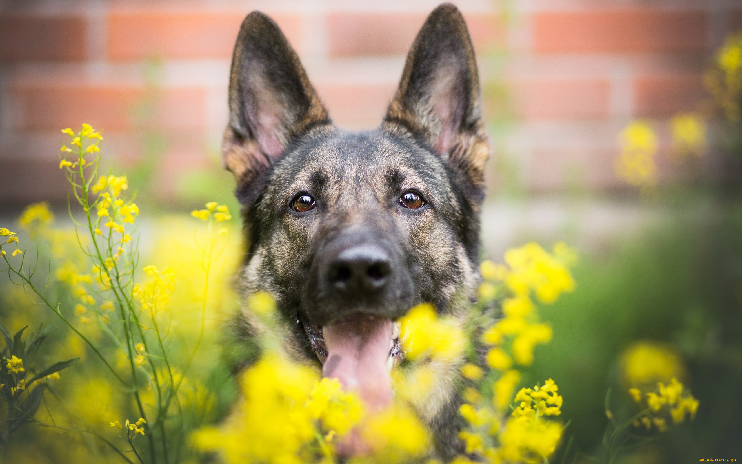 животные, собаки, друг, взгляд, собака