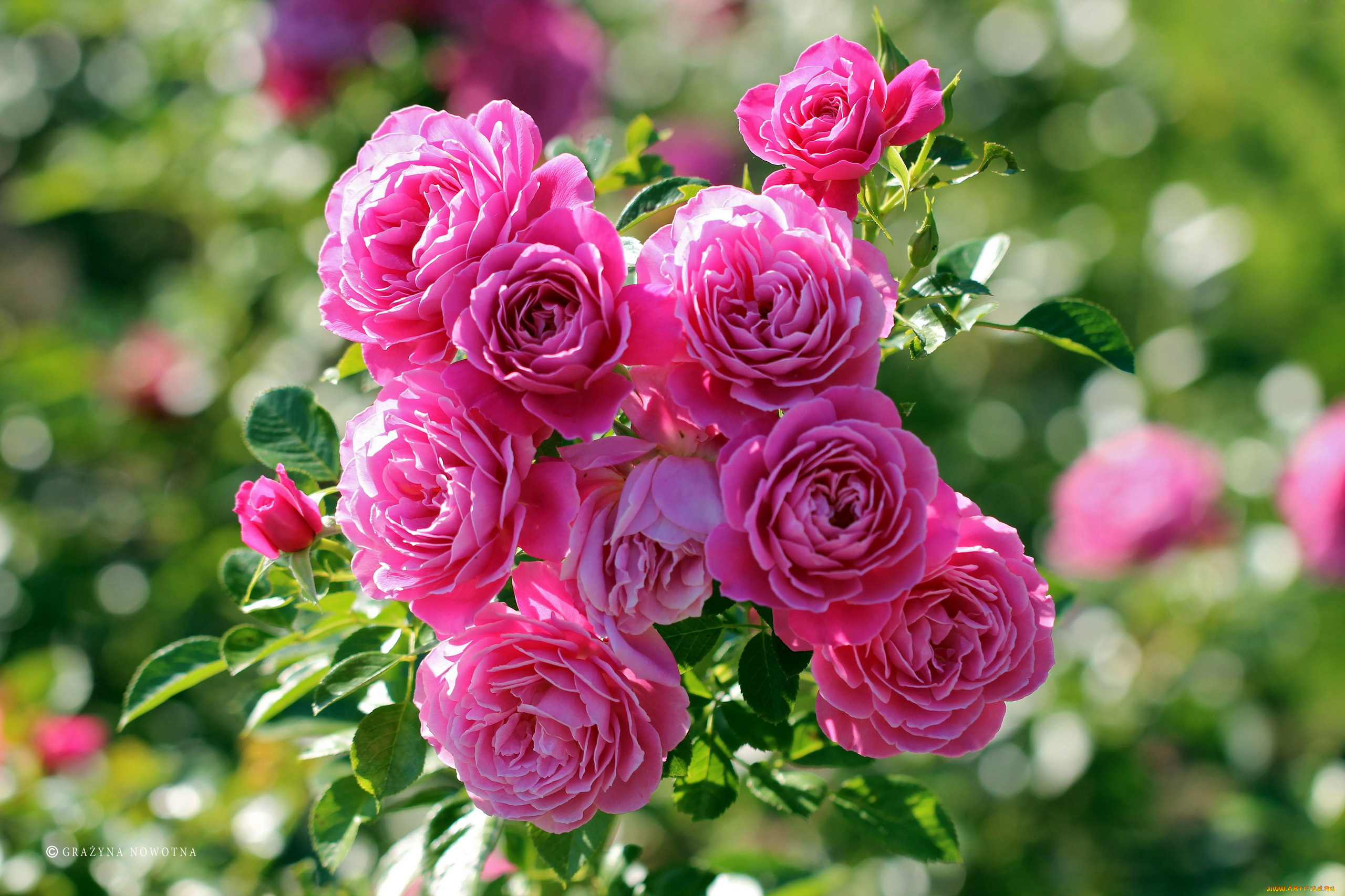 цветы, розы, розовый