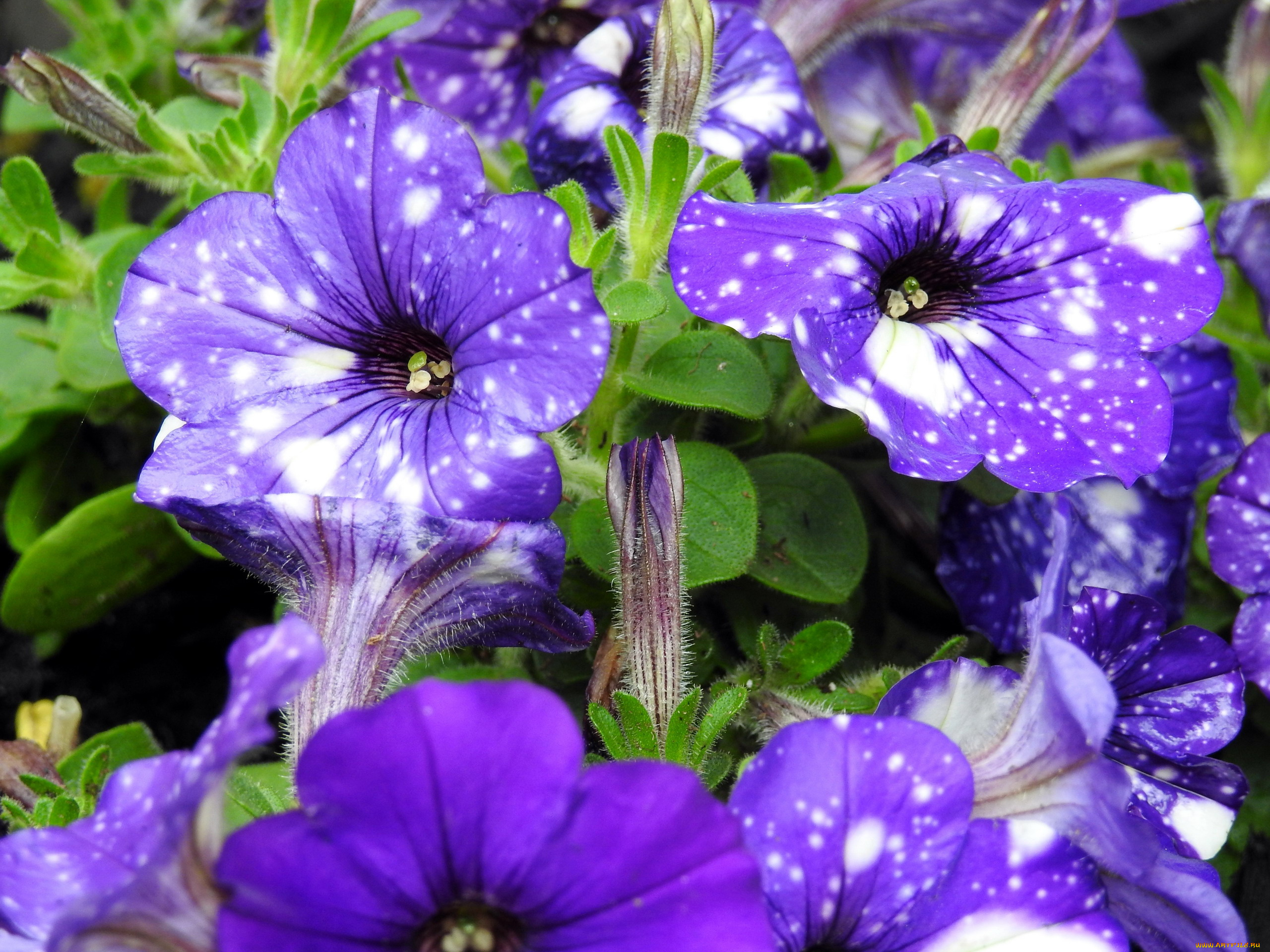 цветы, петунии, , калибрахоа, пятнистые