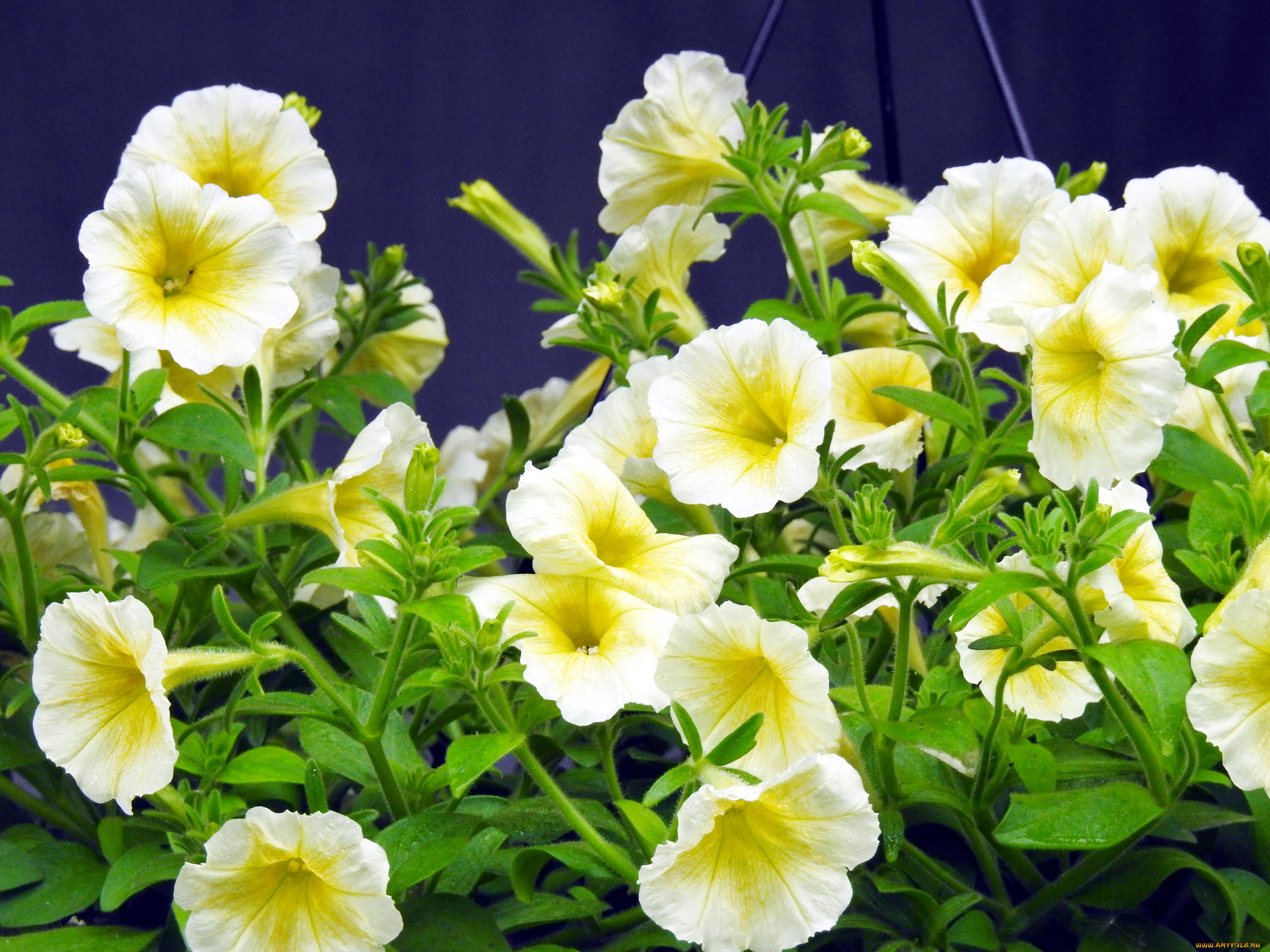 цветы, петунии, , калибрахоа, сурфинии