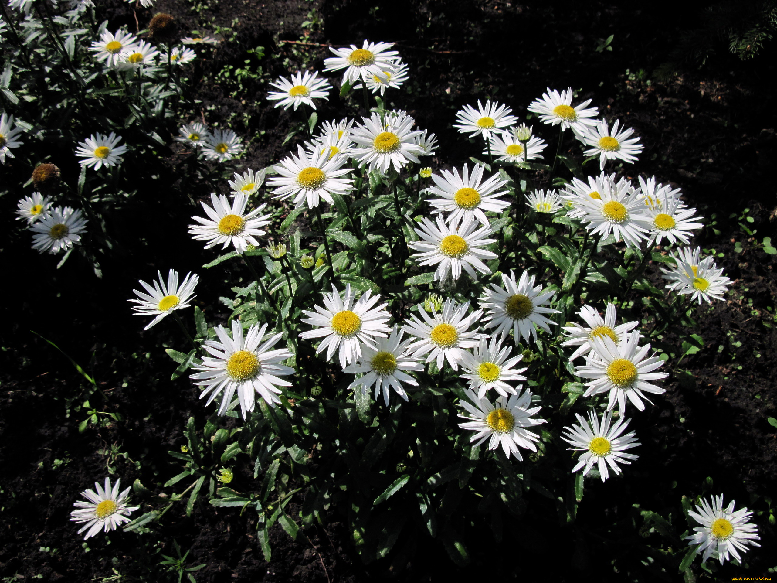 цветы, ромашки, белый