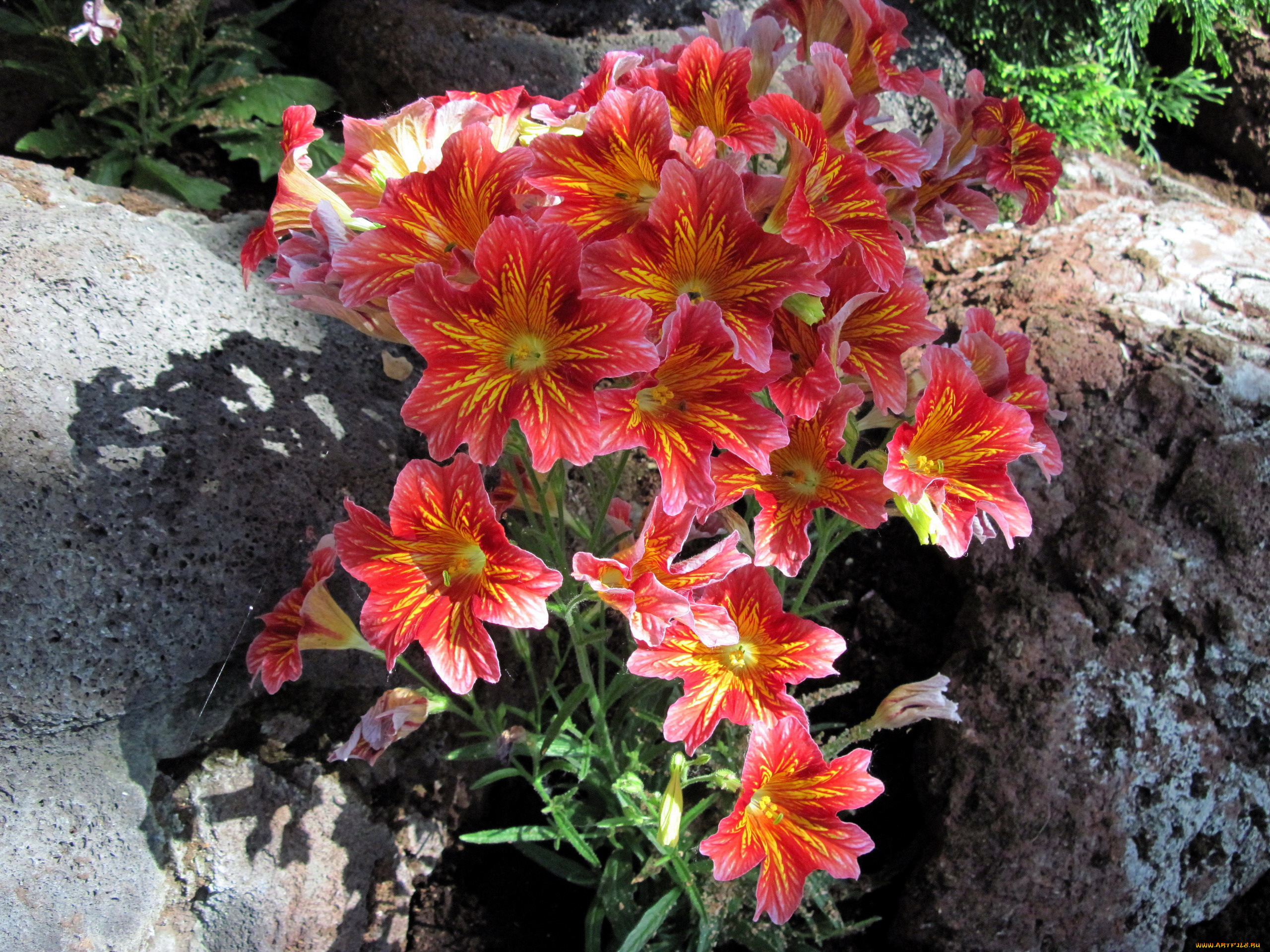 цветы, сальпиглоссис, розовый