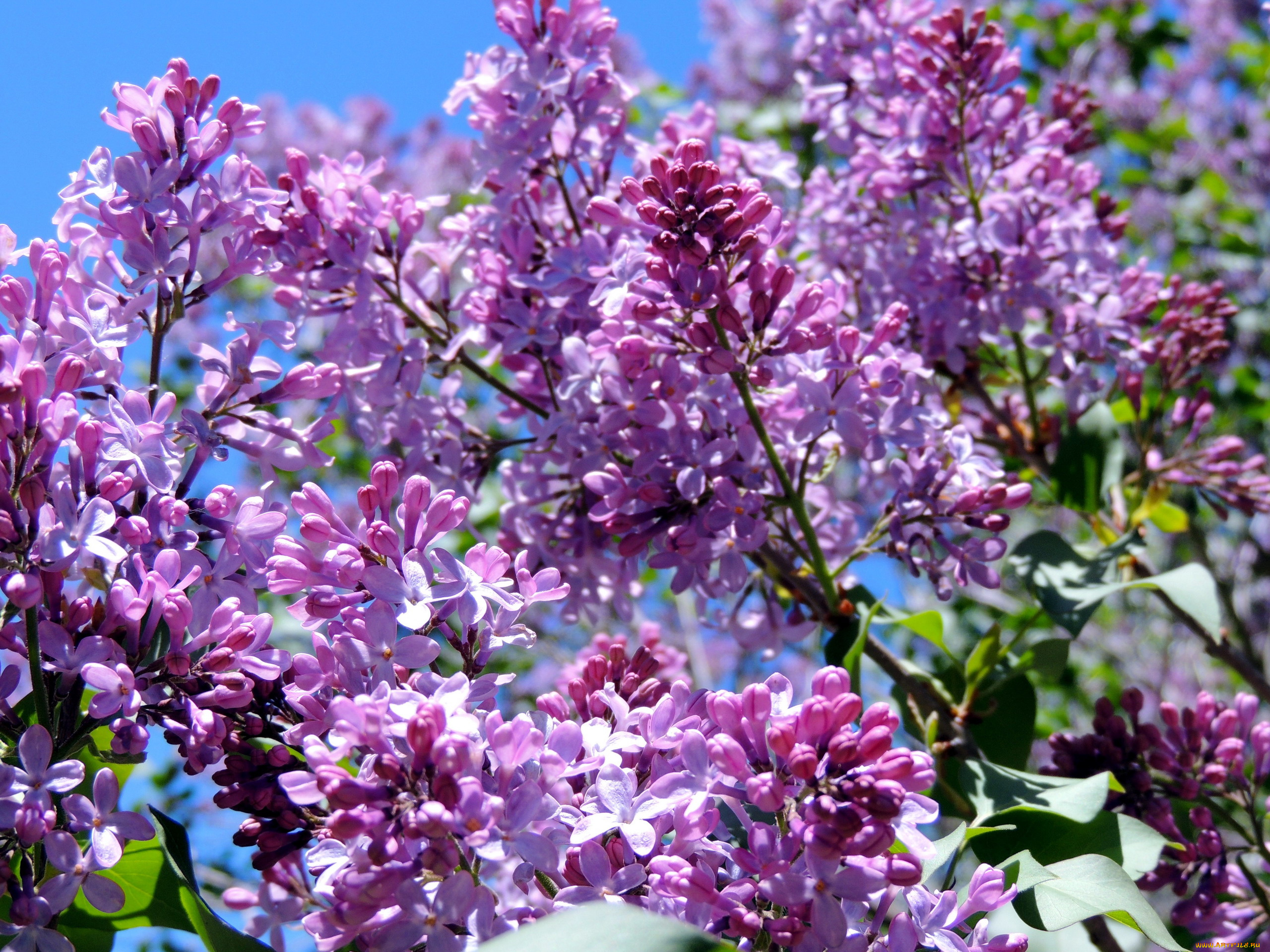 цветы, сирень, ветки