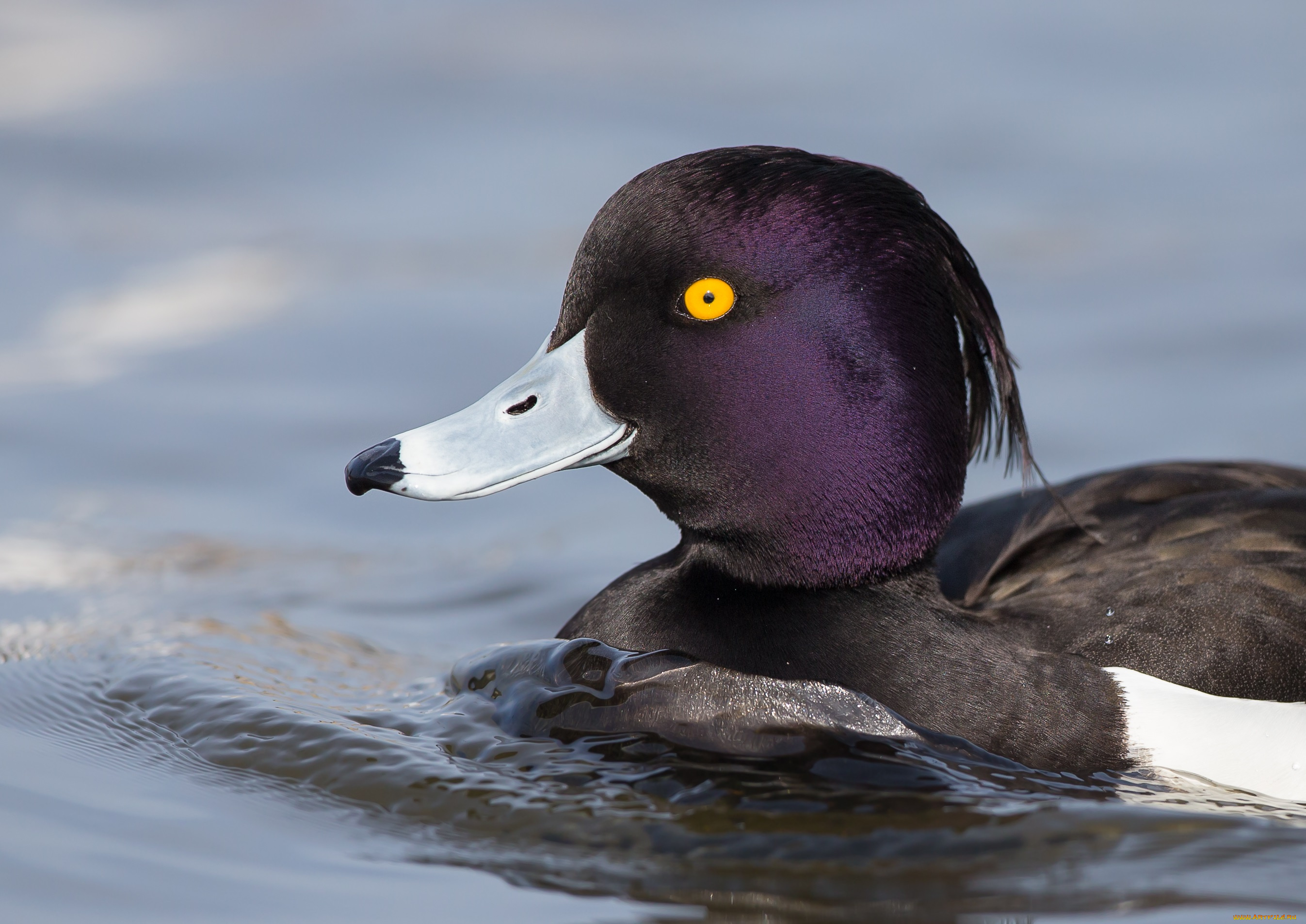 животные, утки, утка