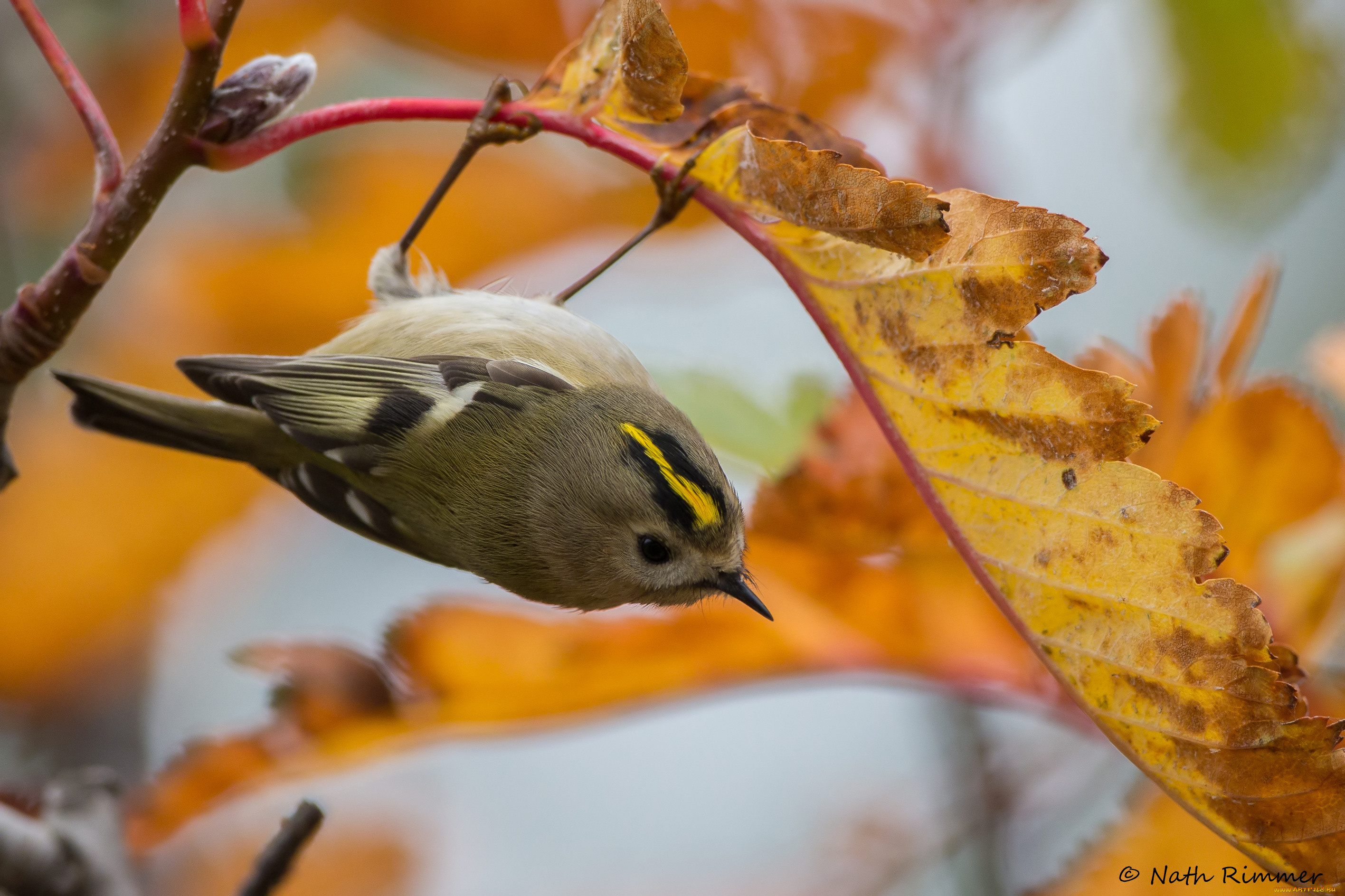 животные, птицы, поползень