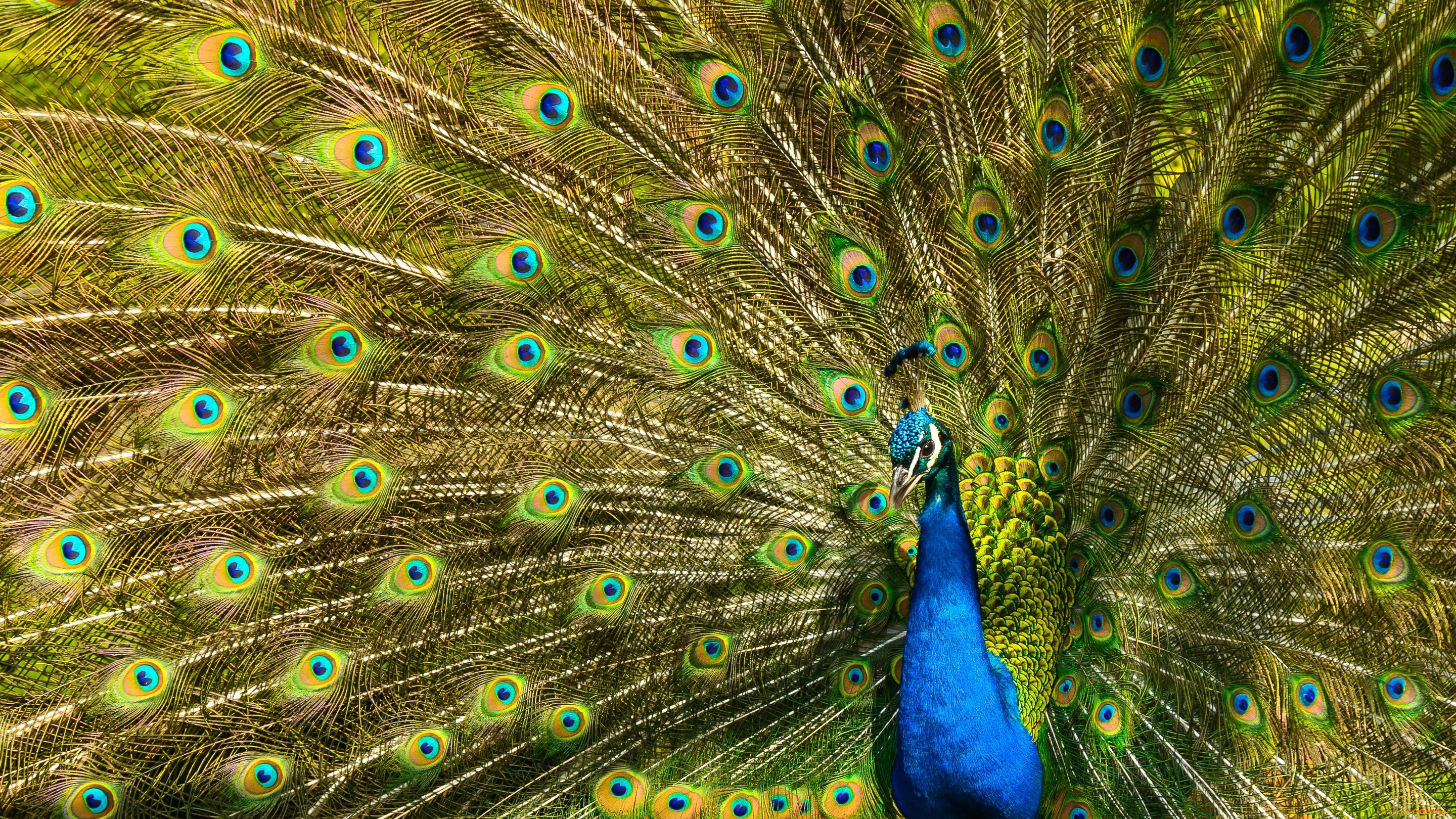 животные, павлины, павлин, перья, птица