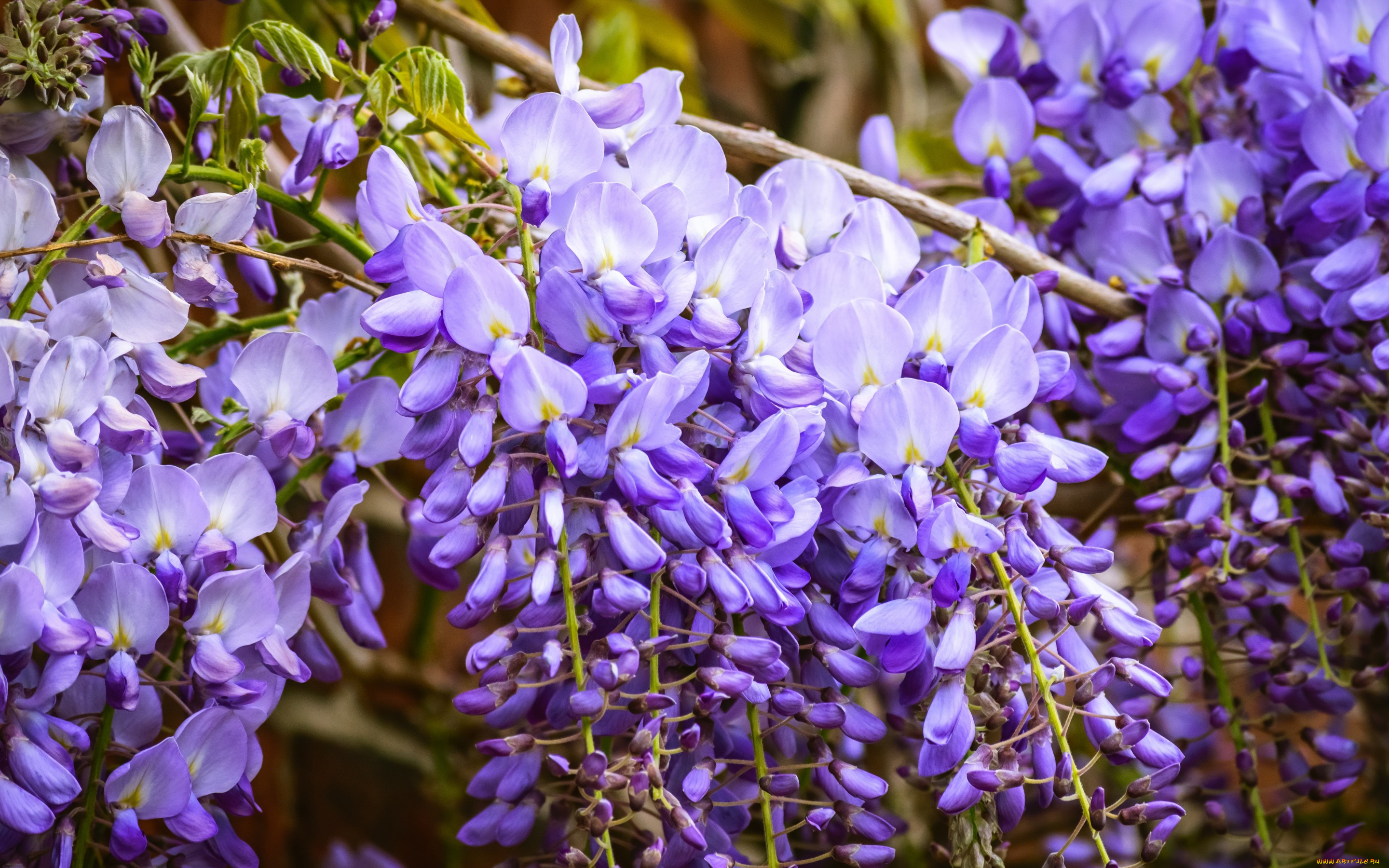 цветы, глициния, флора, сиреневые, сад