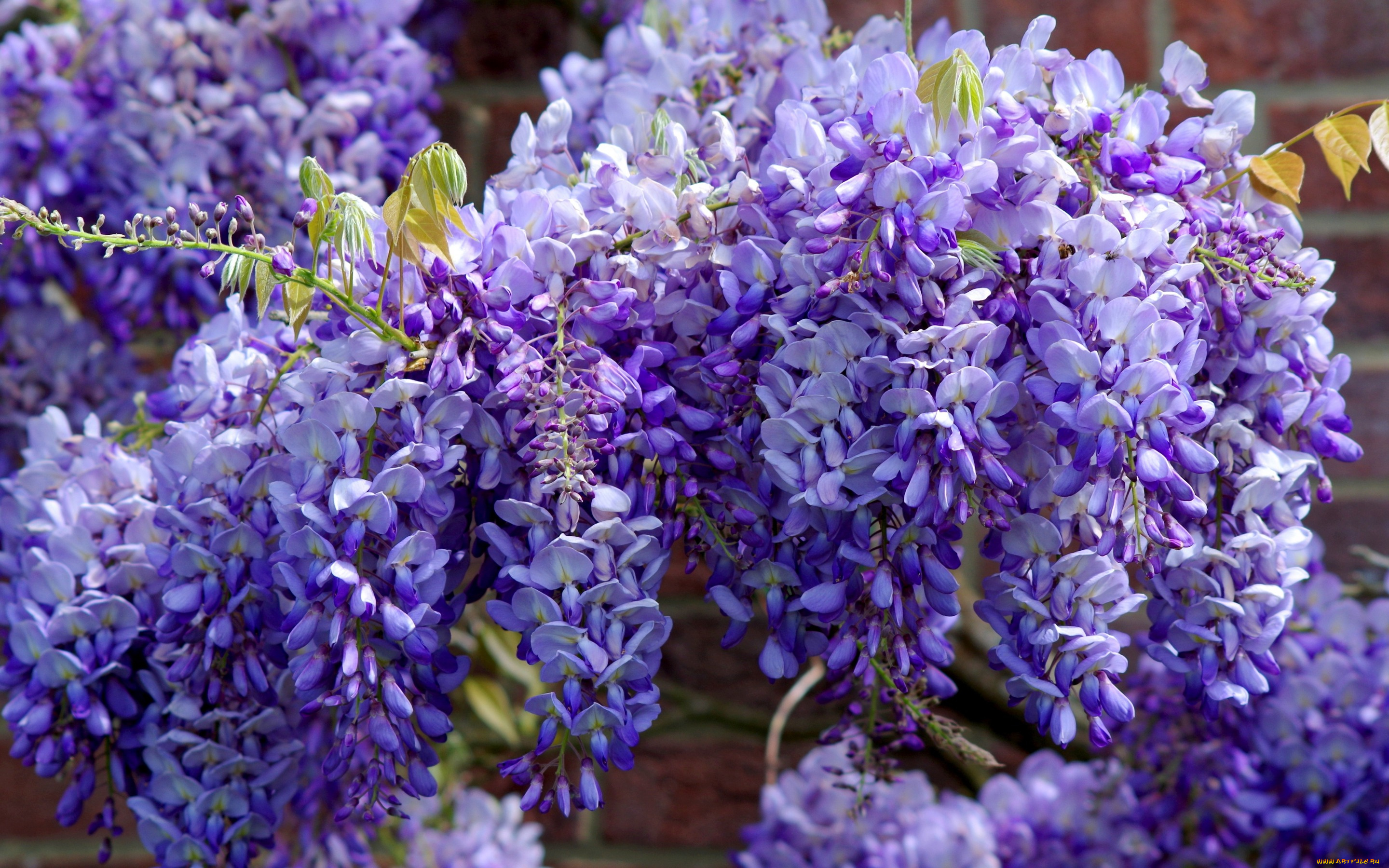 цветы, глициния, флора, сиреневые, сад