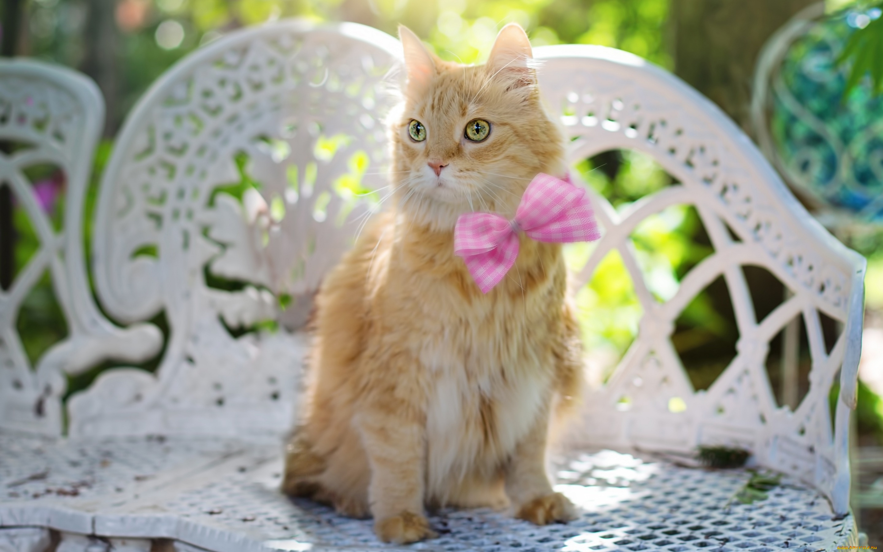 животные, коты, кот, глаза, милашка, ажур, лето, бабочка, уют, боке, свет, солнечно, кошка, диванчик, бантик, сидит, сиденье, лавочка, зелень, уютный, уголок, рыжий, скамейка, сад, взгляд