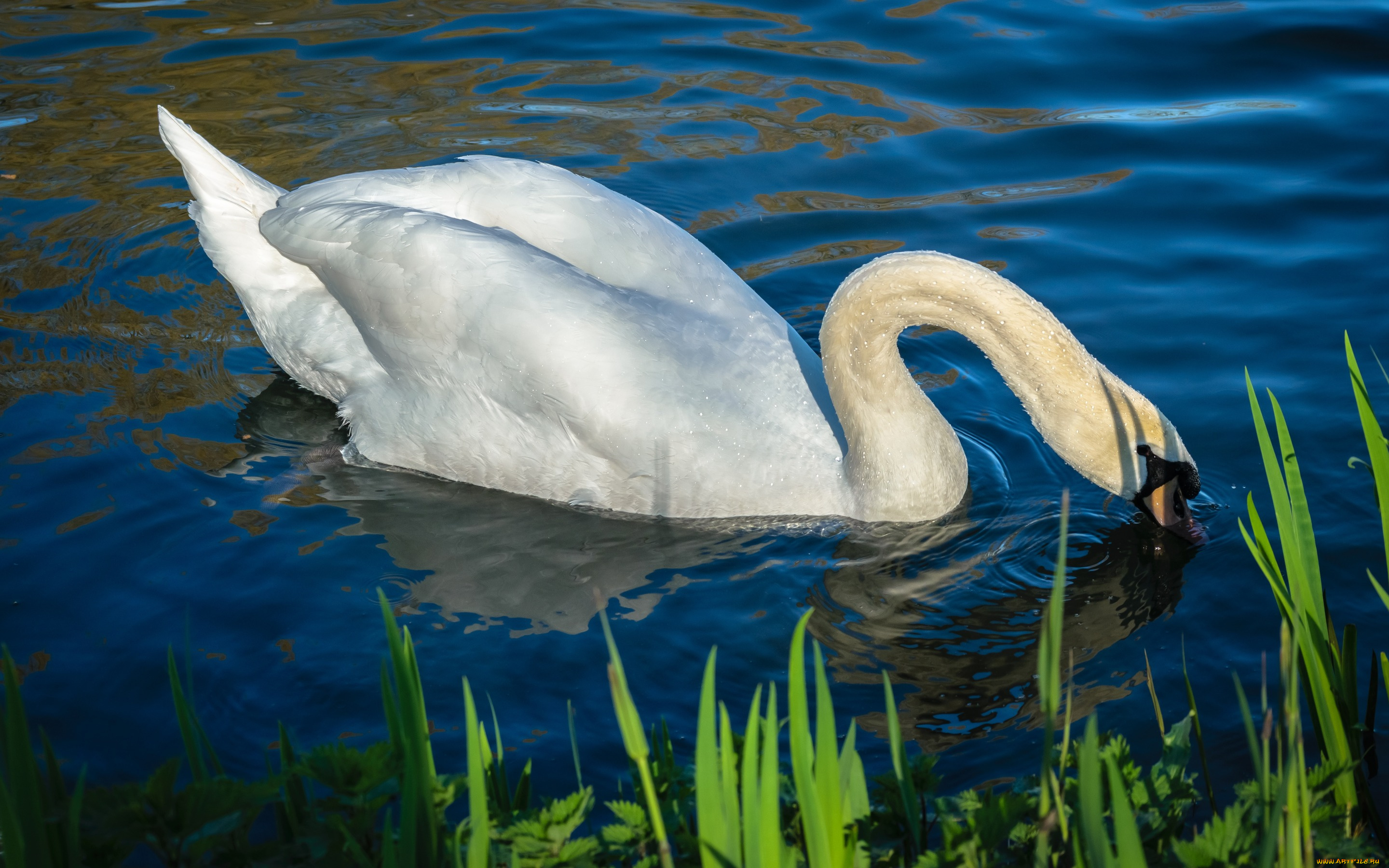 животные, лебеди, лебедь, водоем, шея, плывет, белый, крылья, свет, белоснежный, белая, синий, голубая, изгиб, оперение, зелень, вода, голубой, фон, берег, отражение, перья
