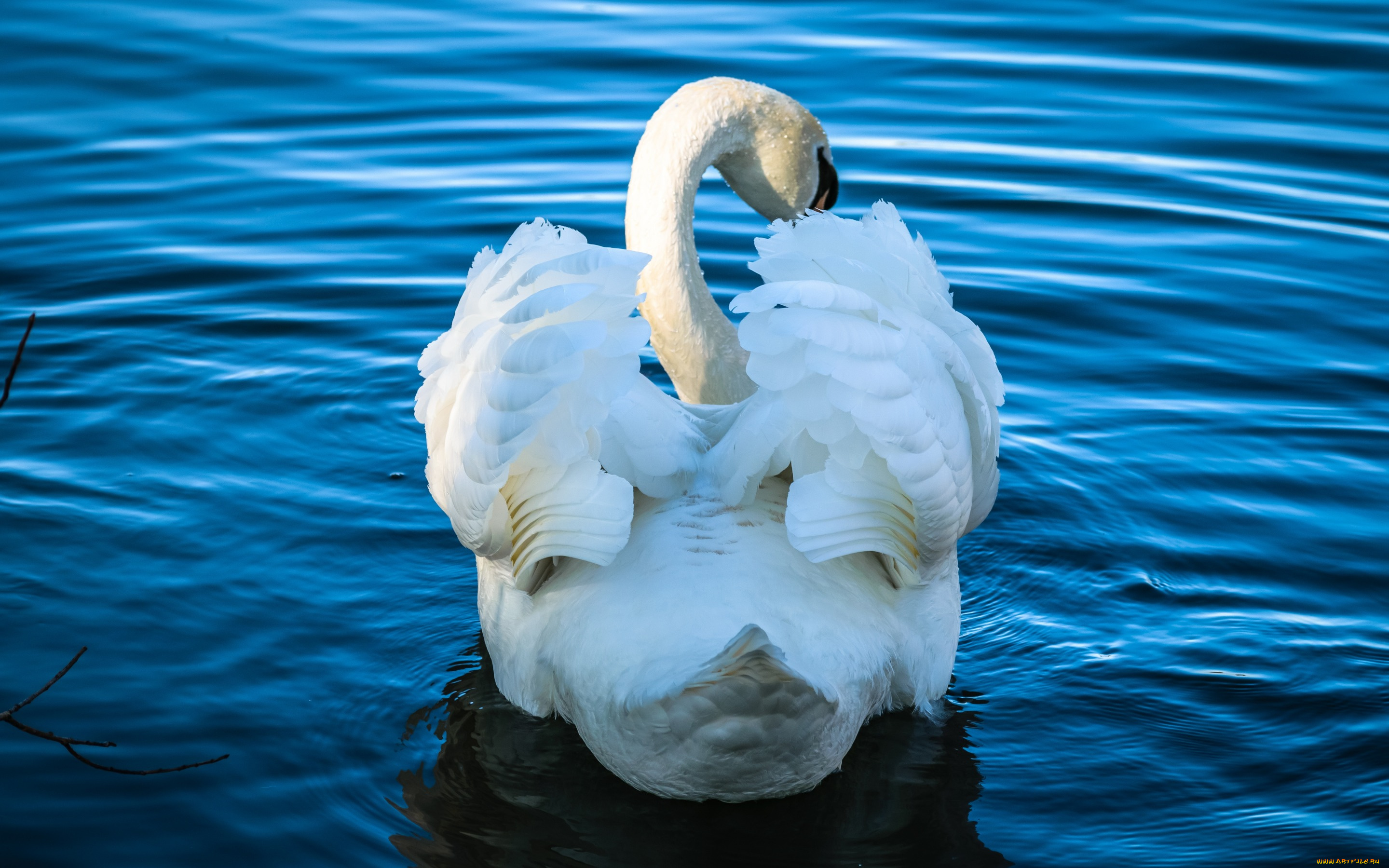 животные, лебеди, лебедь, водоем, шея, плывет, профиль, белый, крылья