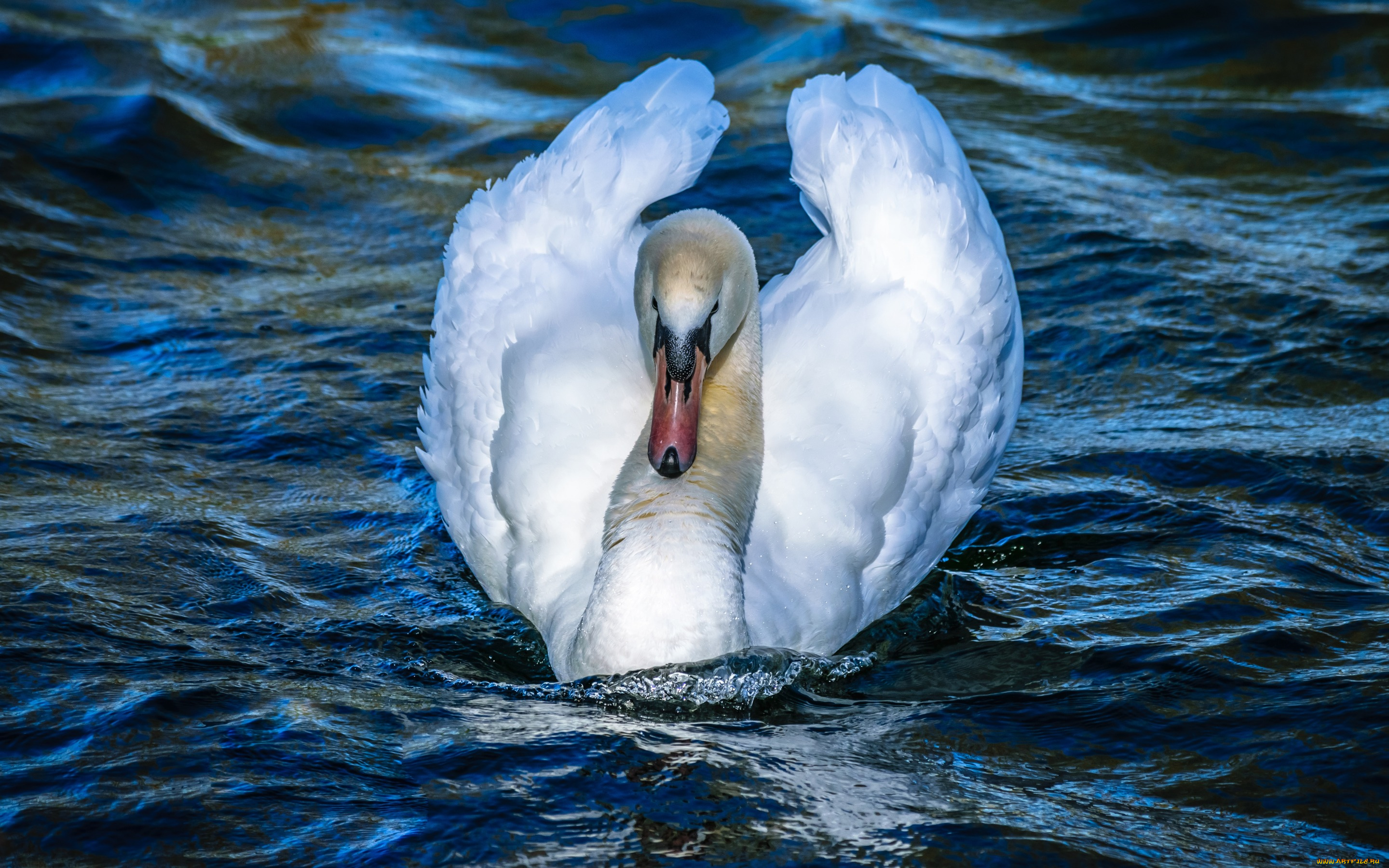 животные, лебеди, лебедь, водоем, шея, плывет, белый, крылья, свет, белоснежный, белая, синий, голубая, изгиб, оперение, зелень, вода, голубой, фон, берег, отражение, перья