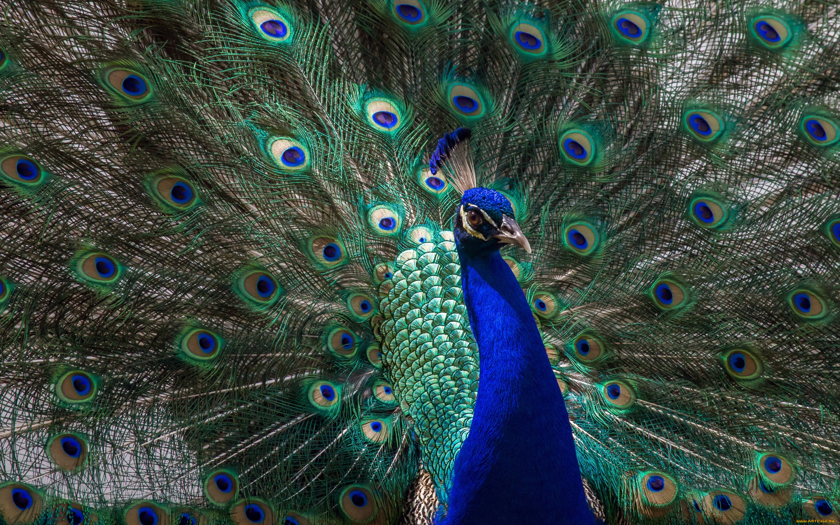 животные, павлины, павлин, перья, птица