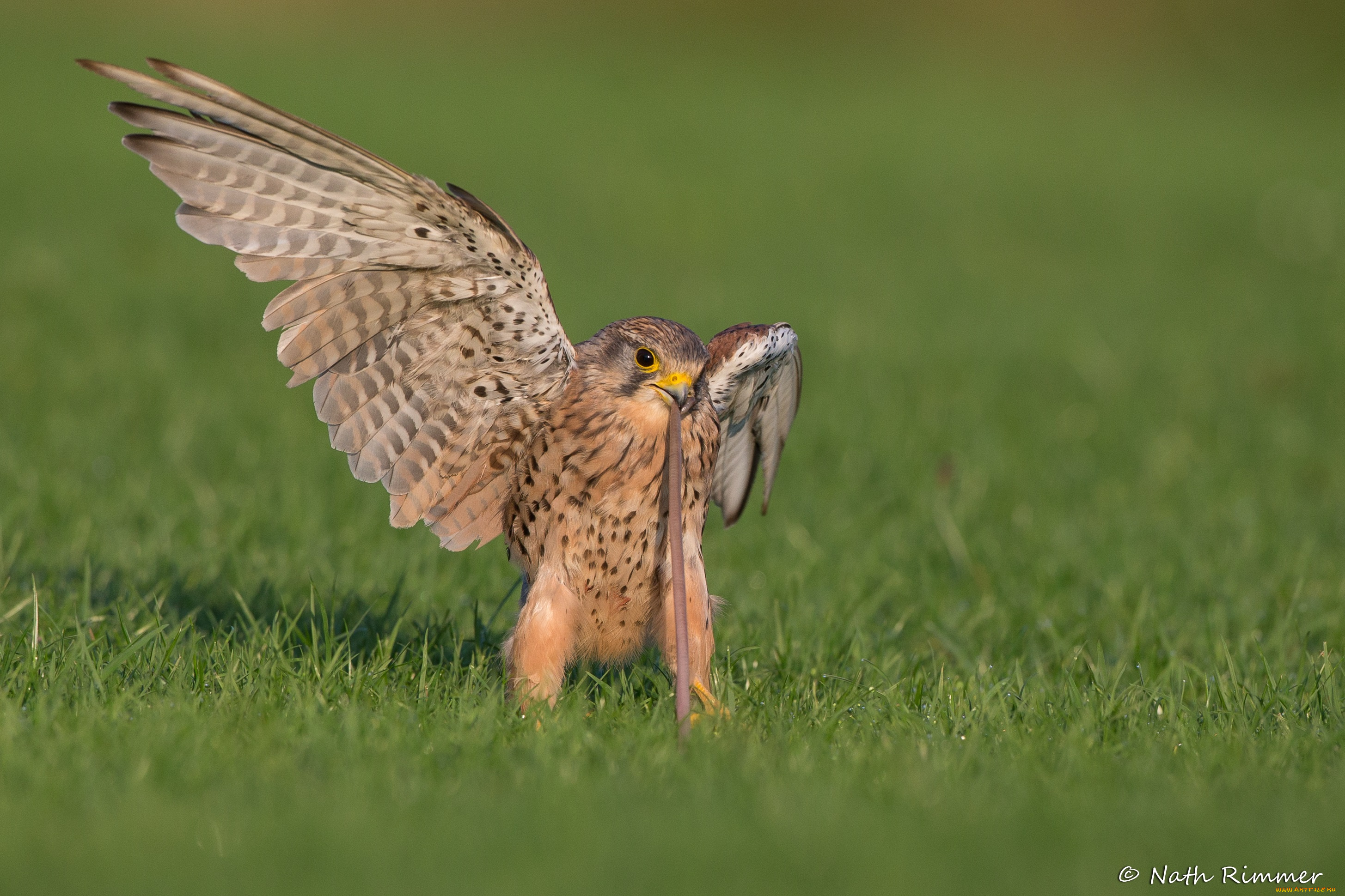 животные, птицы, -, хищники, птица, червяк