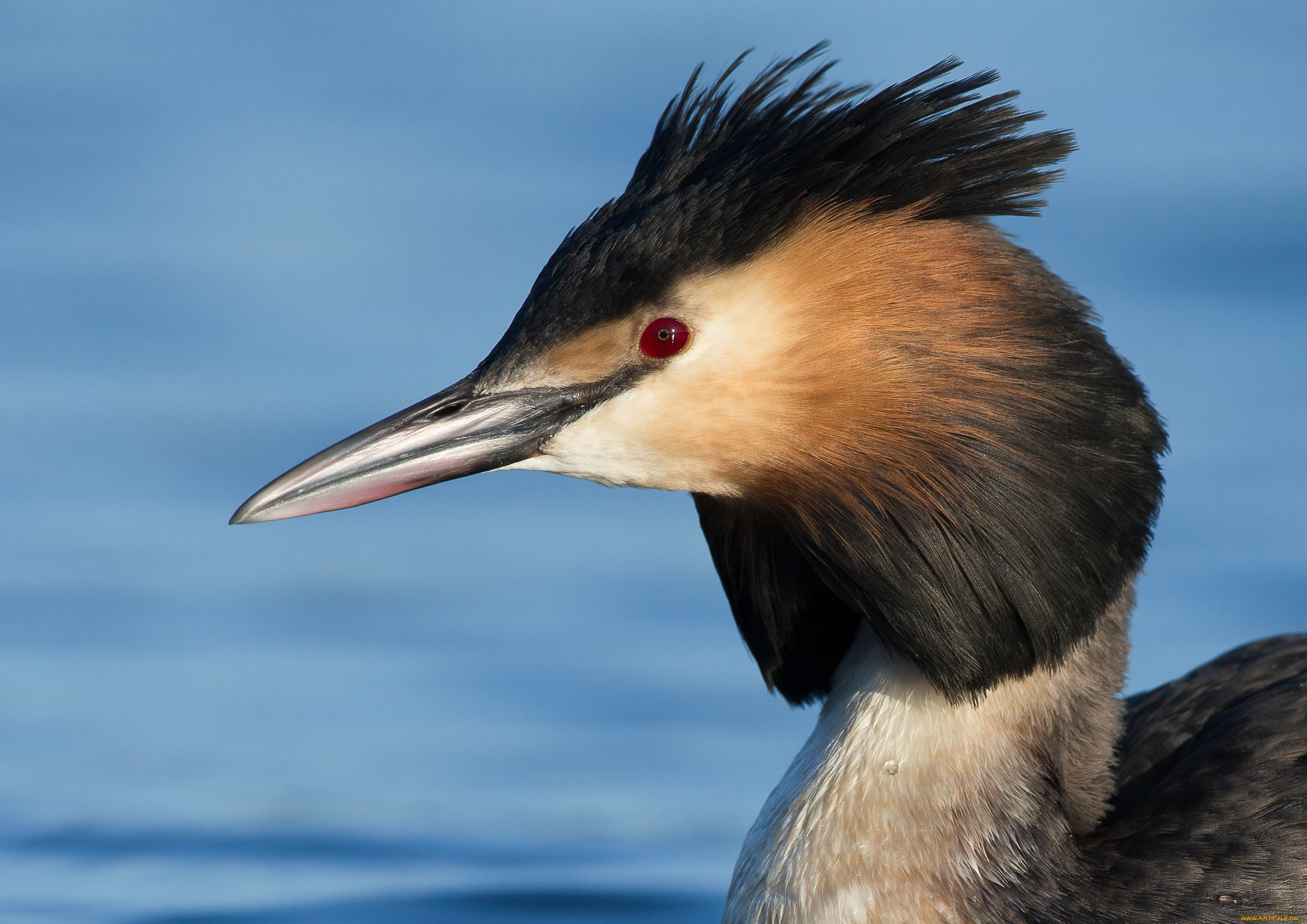 животные, Чомги, , поганки, птица