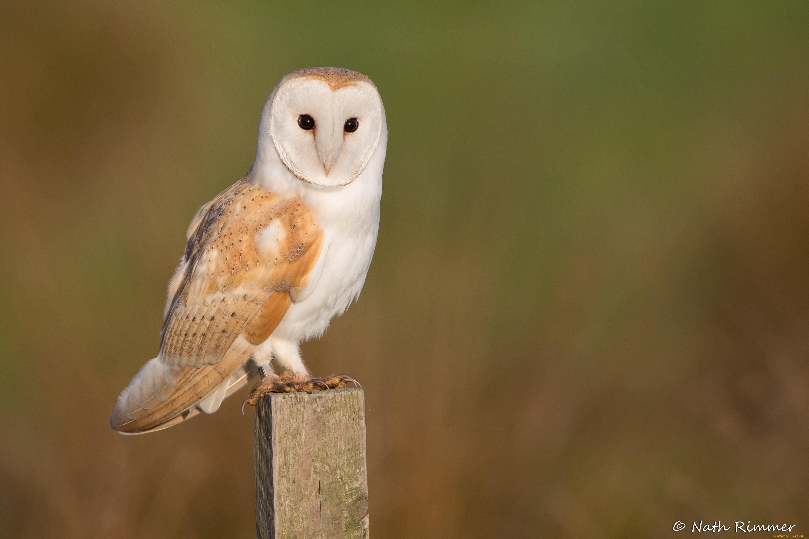 животные, совы, сова