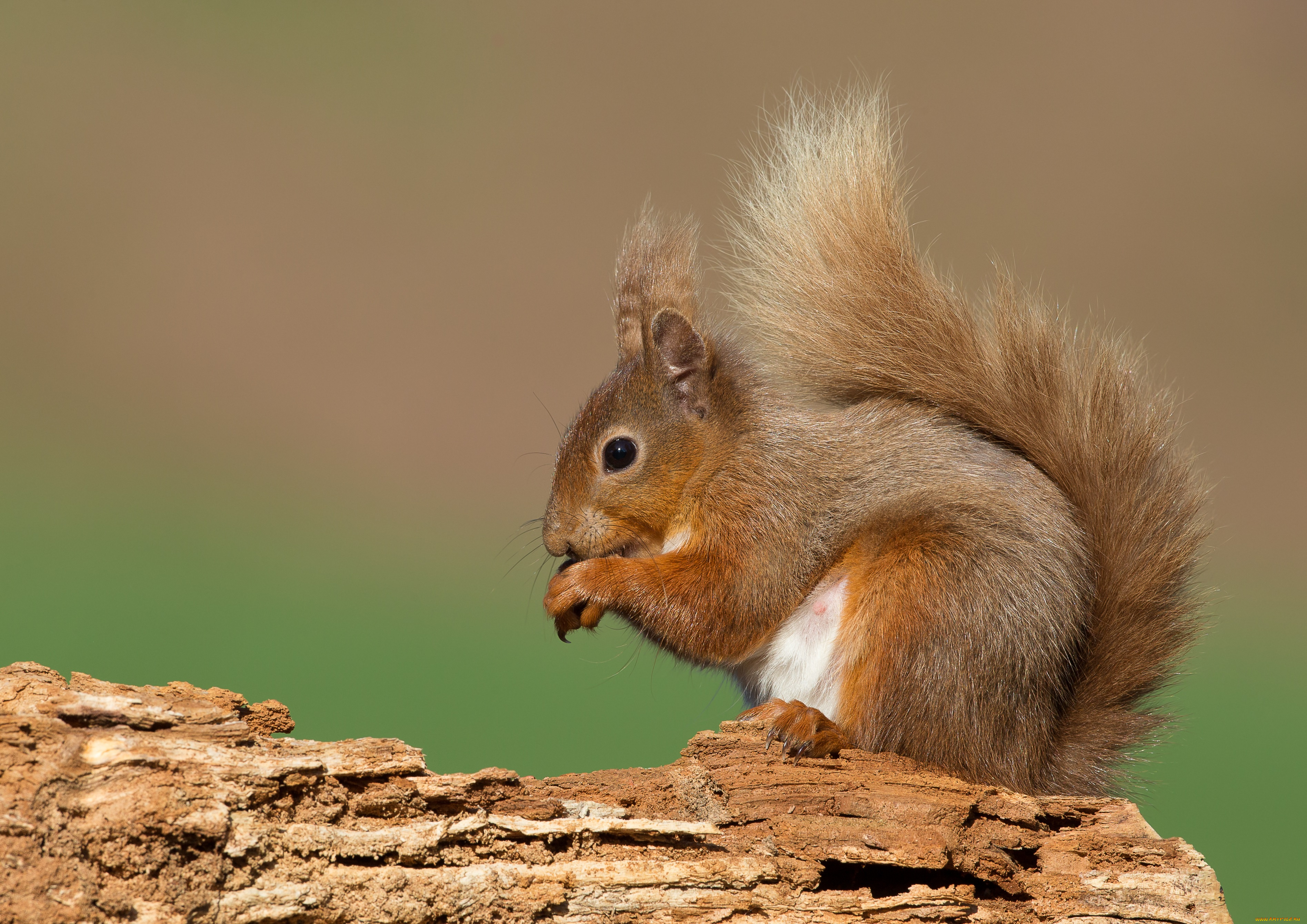 животные, белки, лапки, ушка, белка, милашка, хвостик