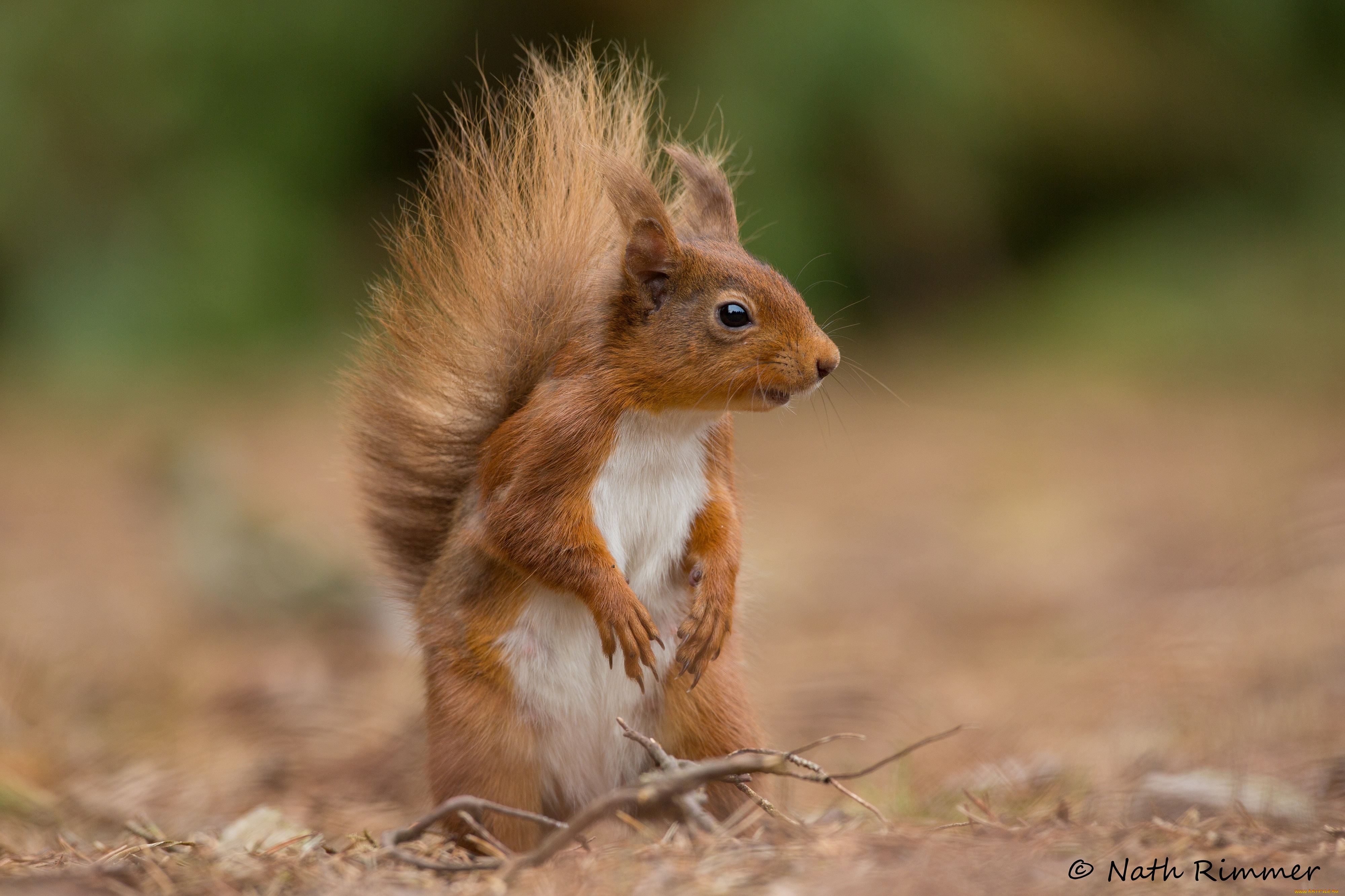 животные, белки, белка