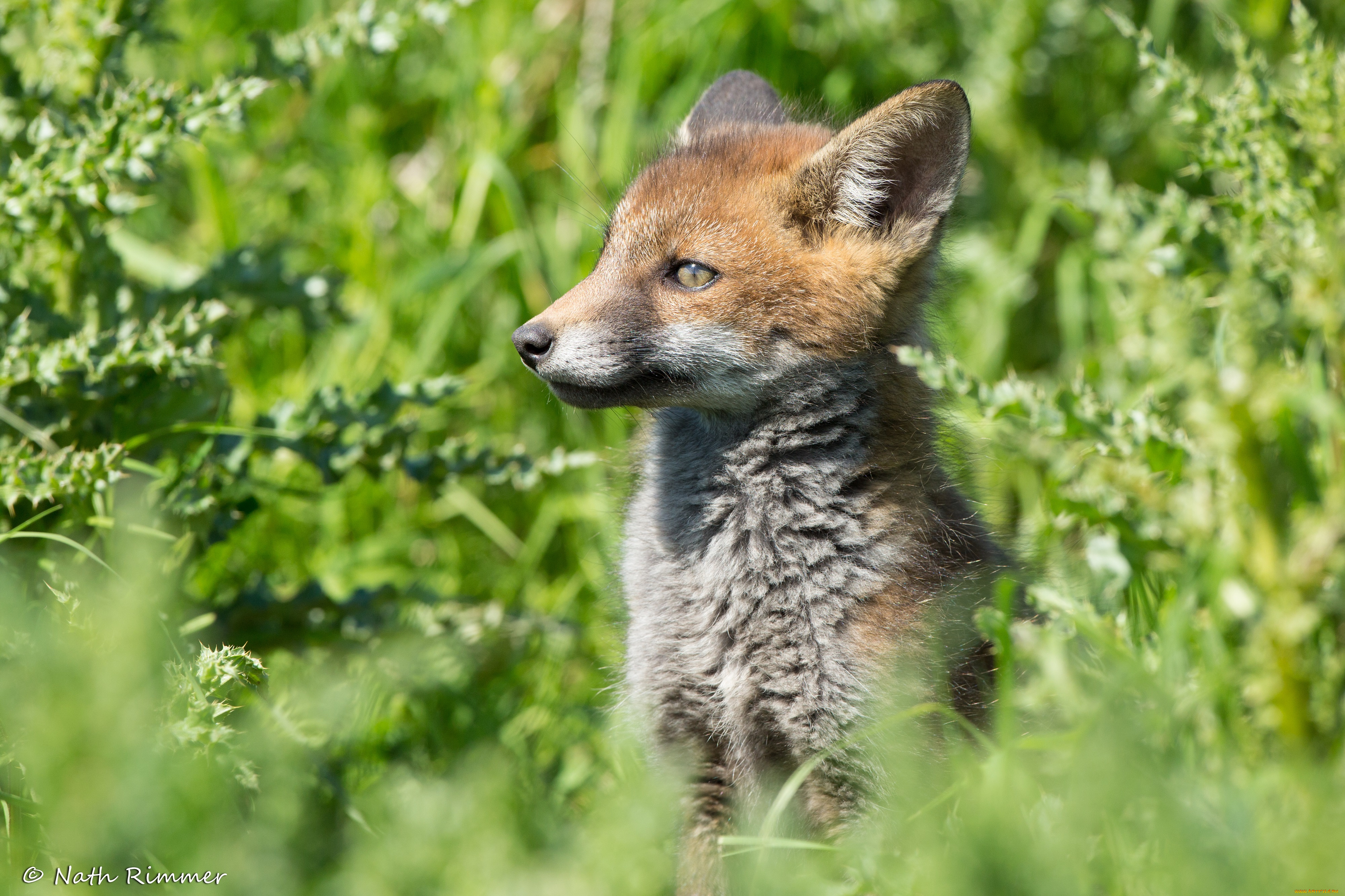 животные, лисы, лисёнок