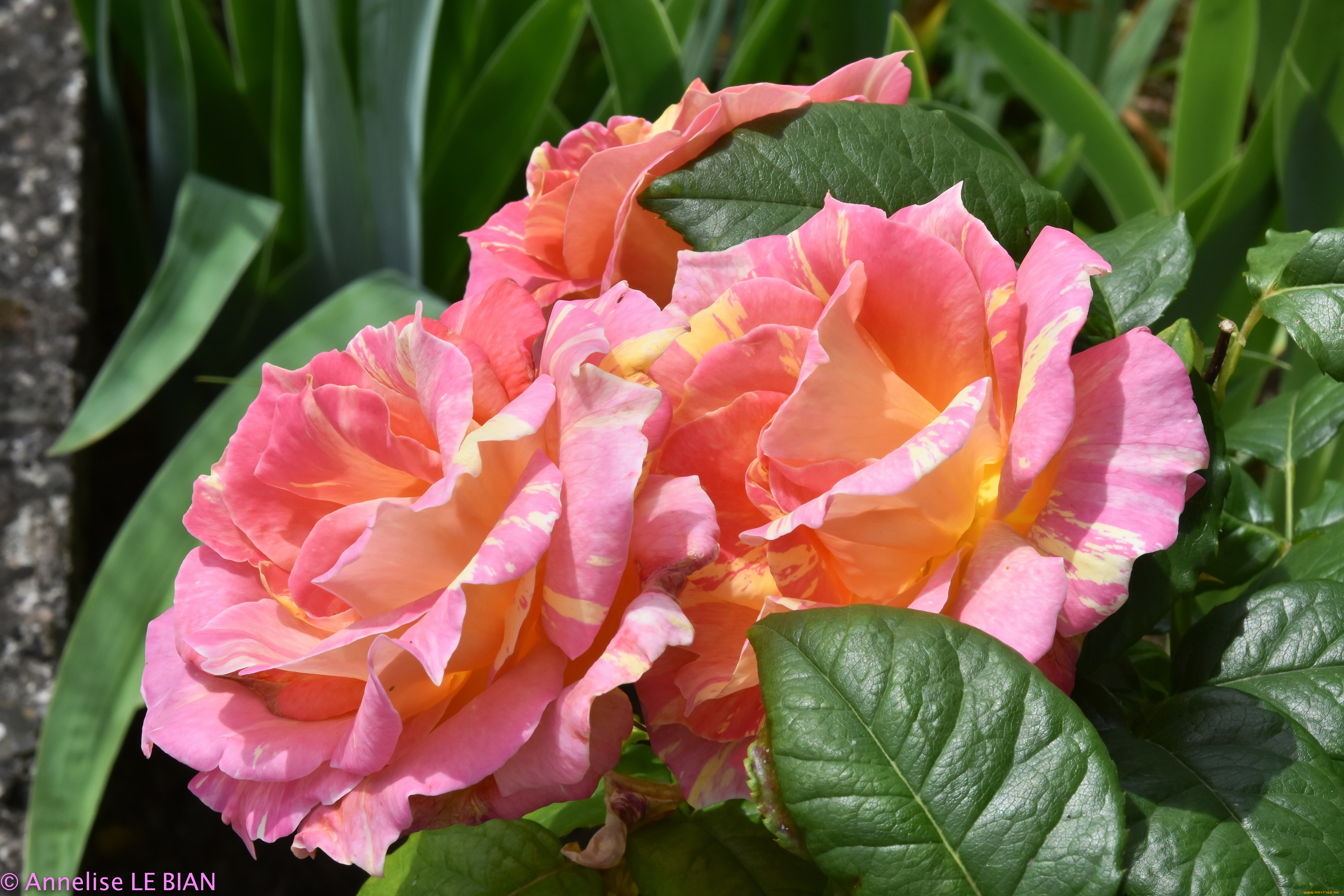 цветы, розы, бутоны, розовый