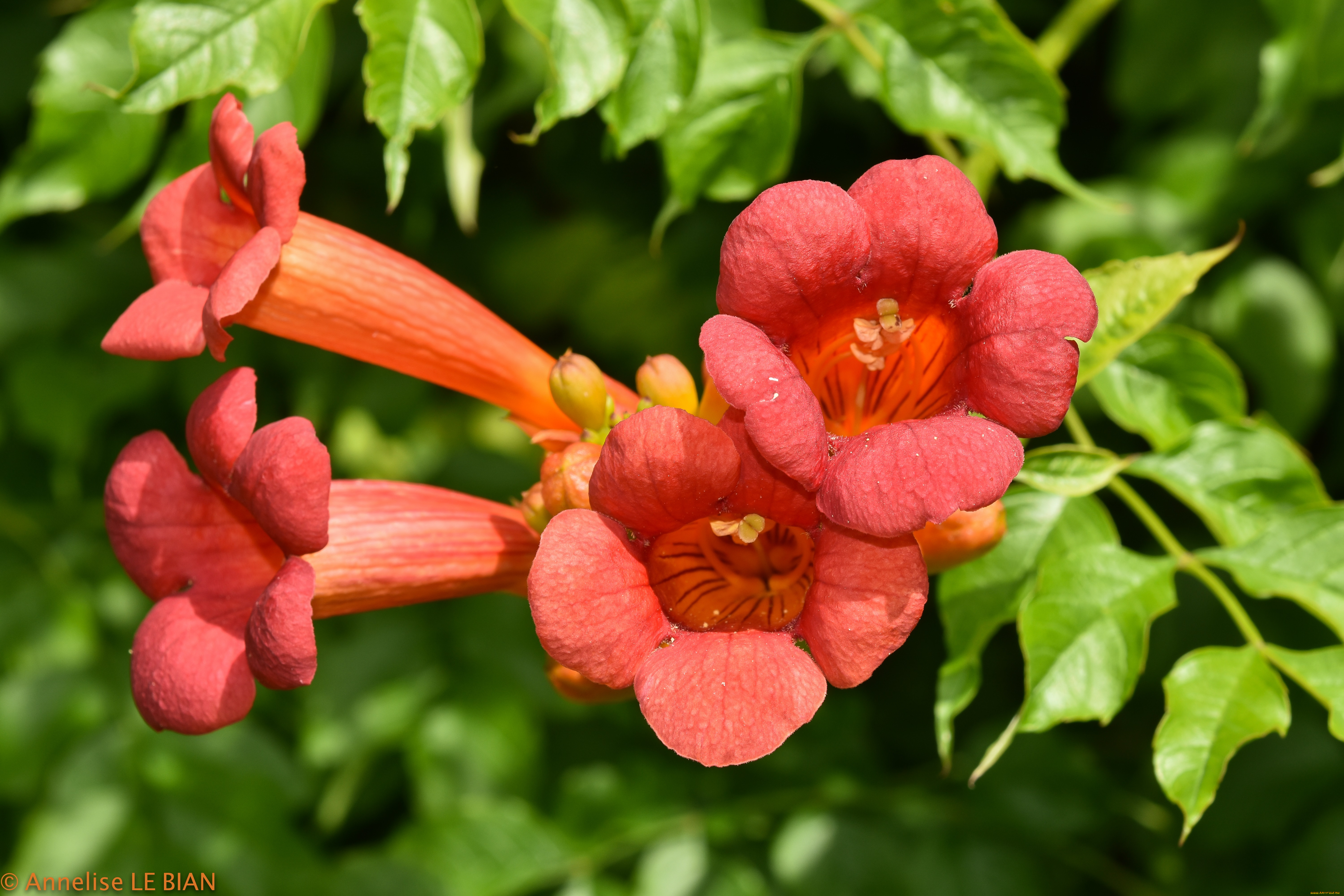 цветы, кампсис, , текома, оранжевые