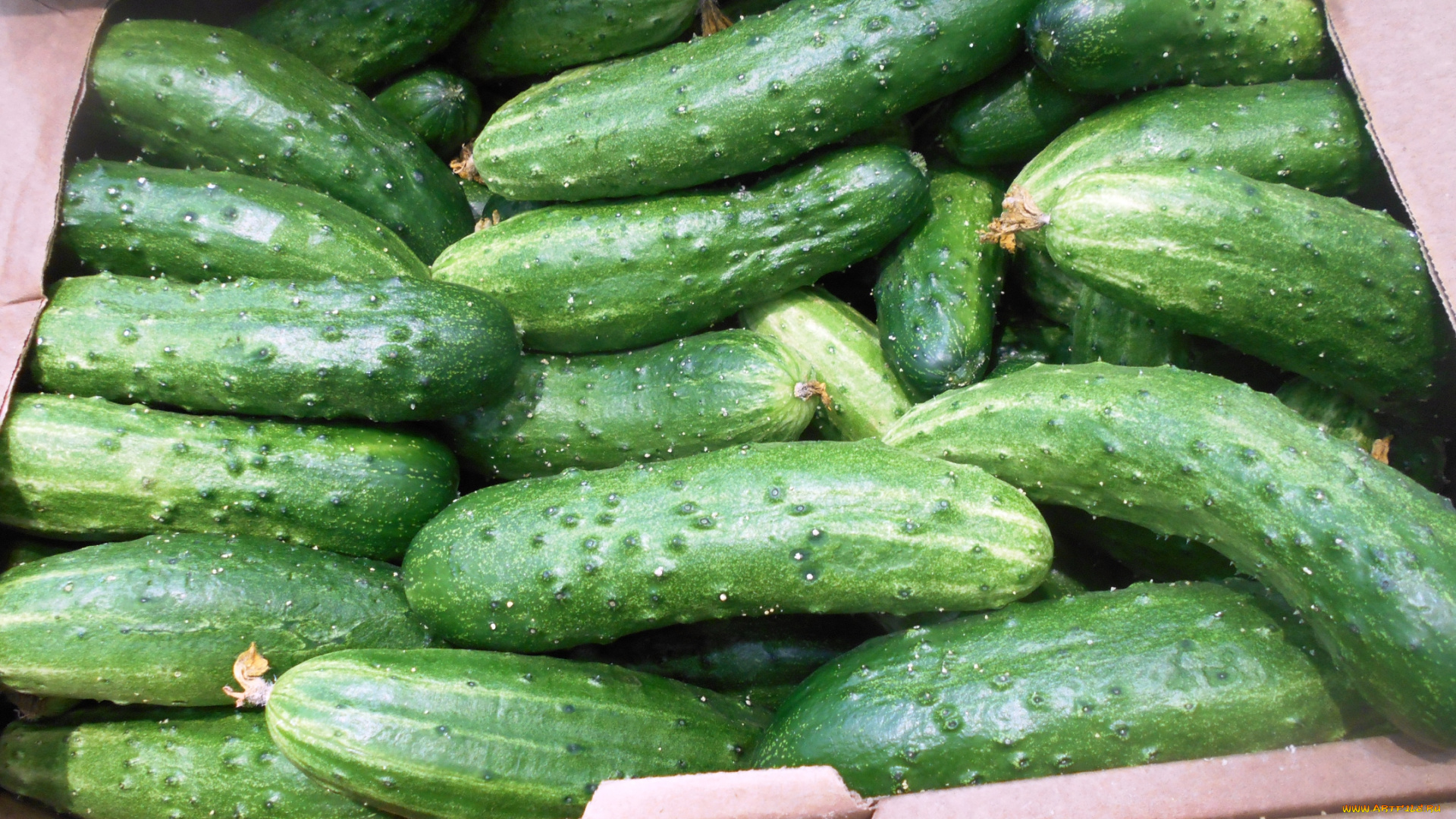 еда, огурцы