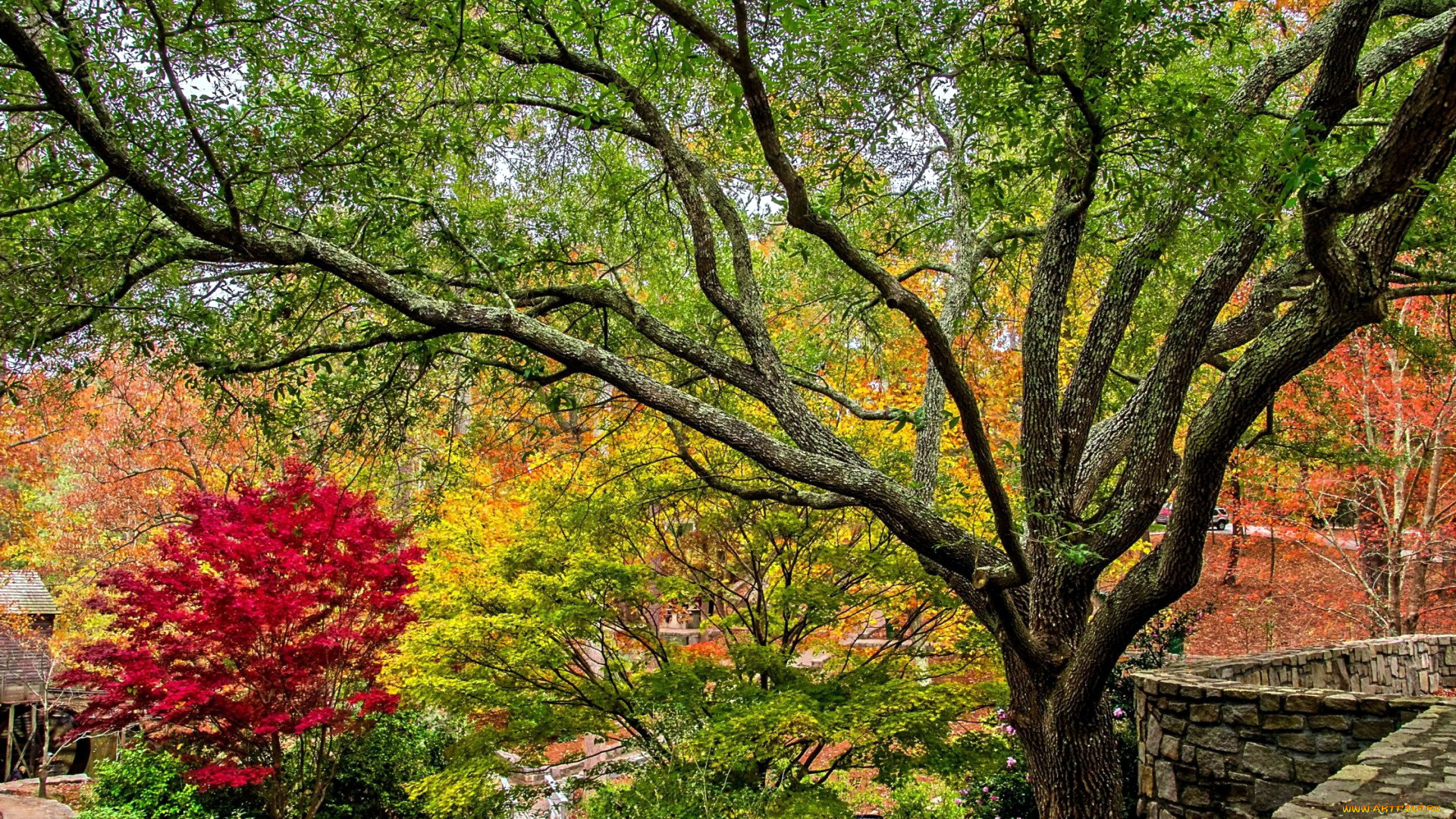 природа, деревья, осень