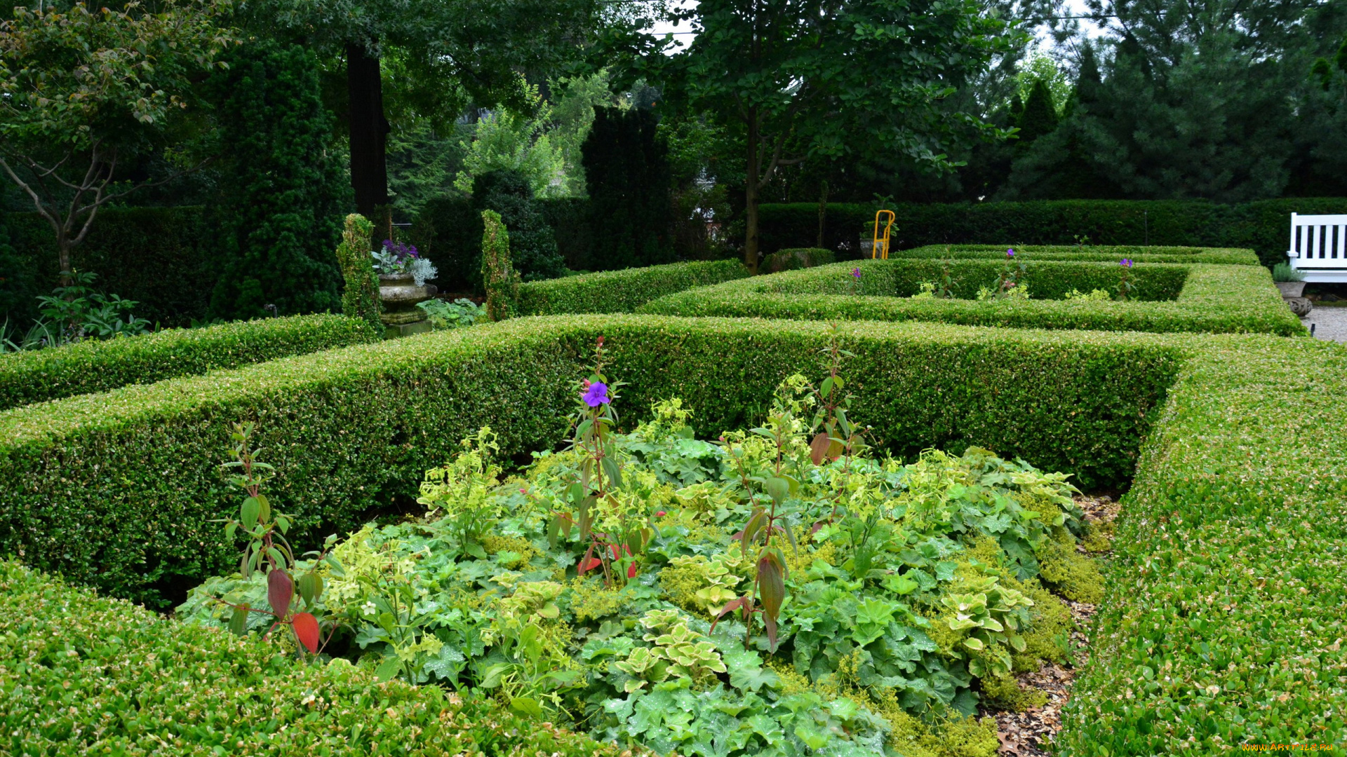 природа, парк, кусты