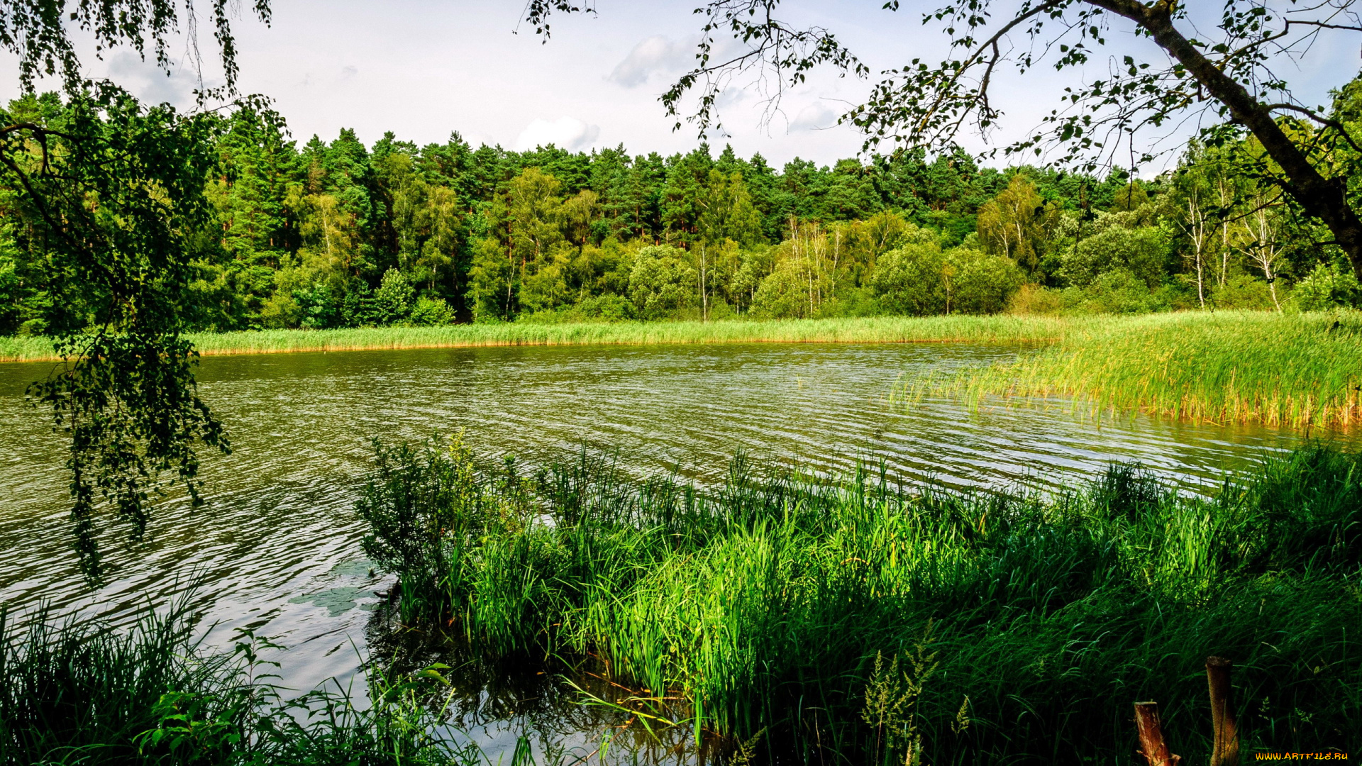 природа, реки, озера, пруд, лето