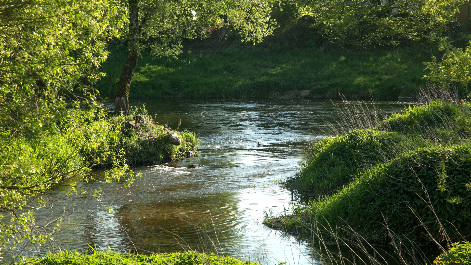 природа, реки, озера, вода, река, лето
