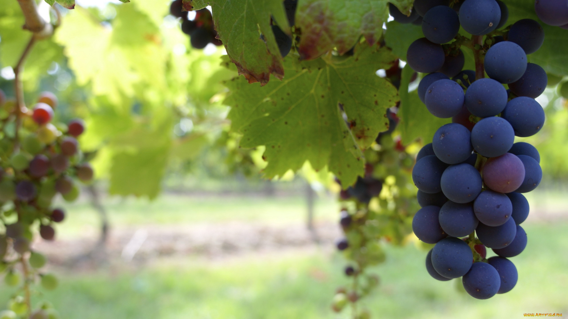 природа, Ягоды, , виноград, гроздья