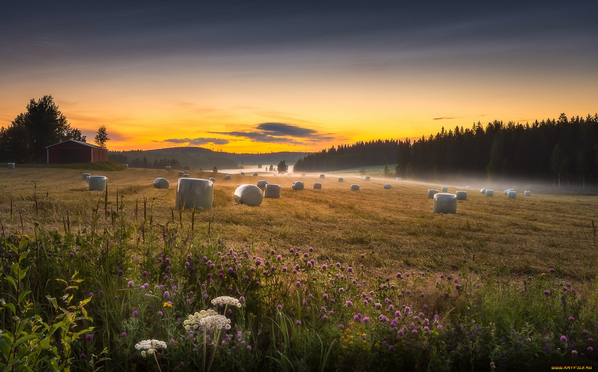 природа, поля, простор