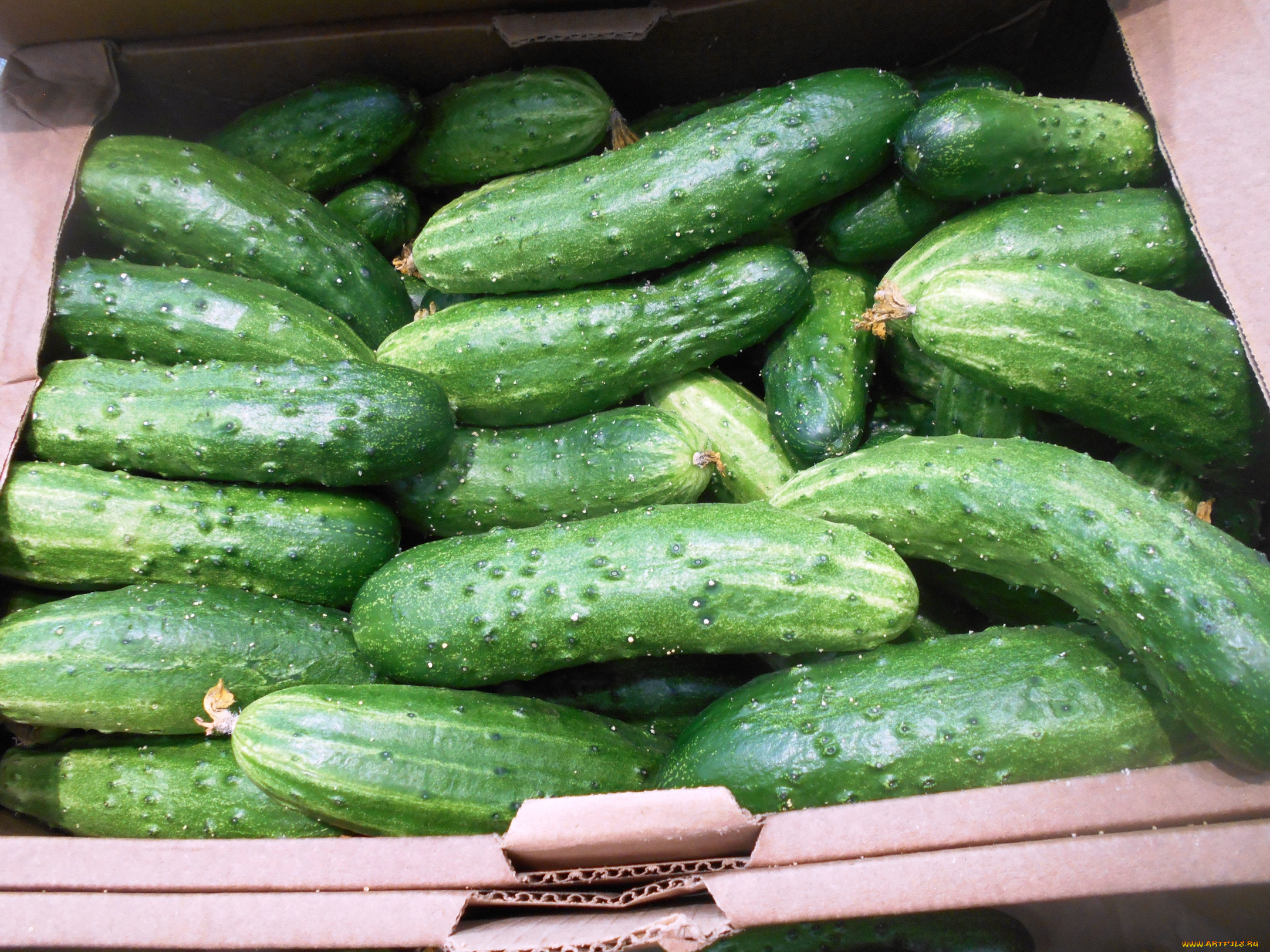еда, огурцы