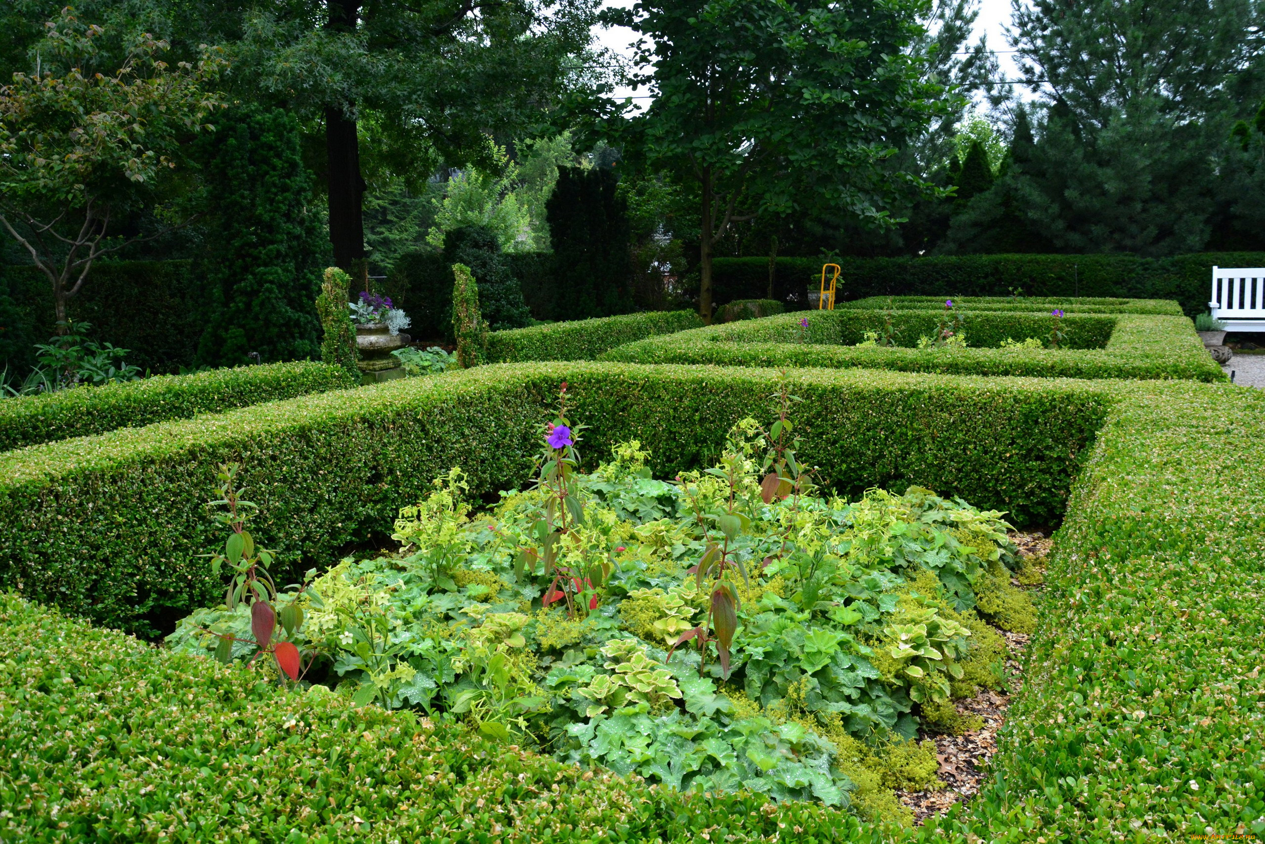 природа, парк, кусты