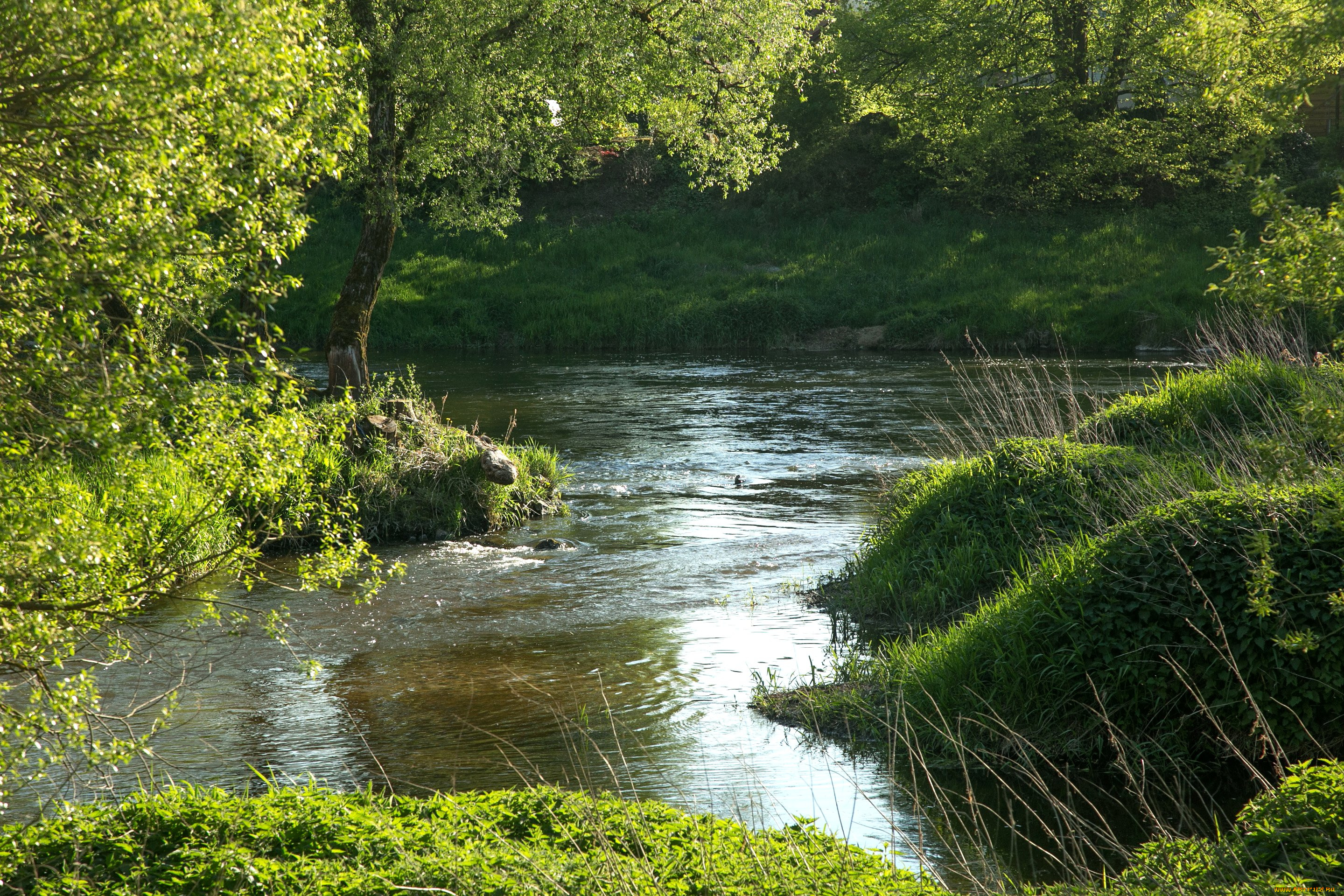 природа, реки, озера, вода, река, лето