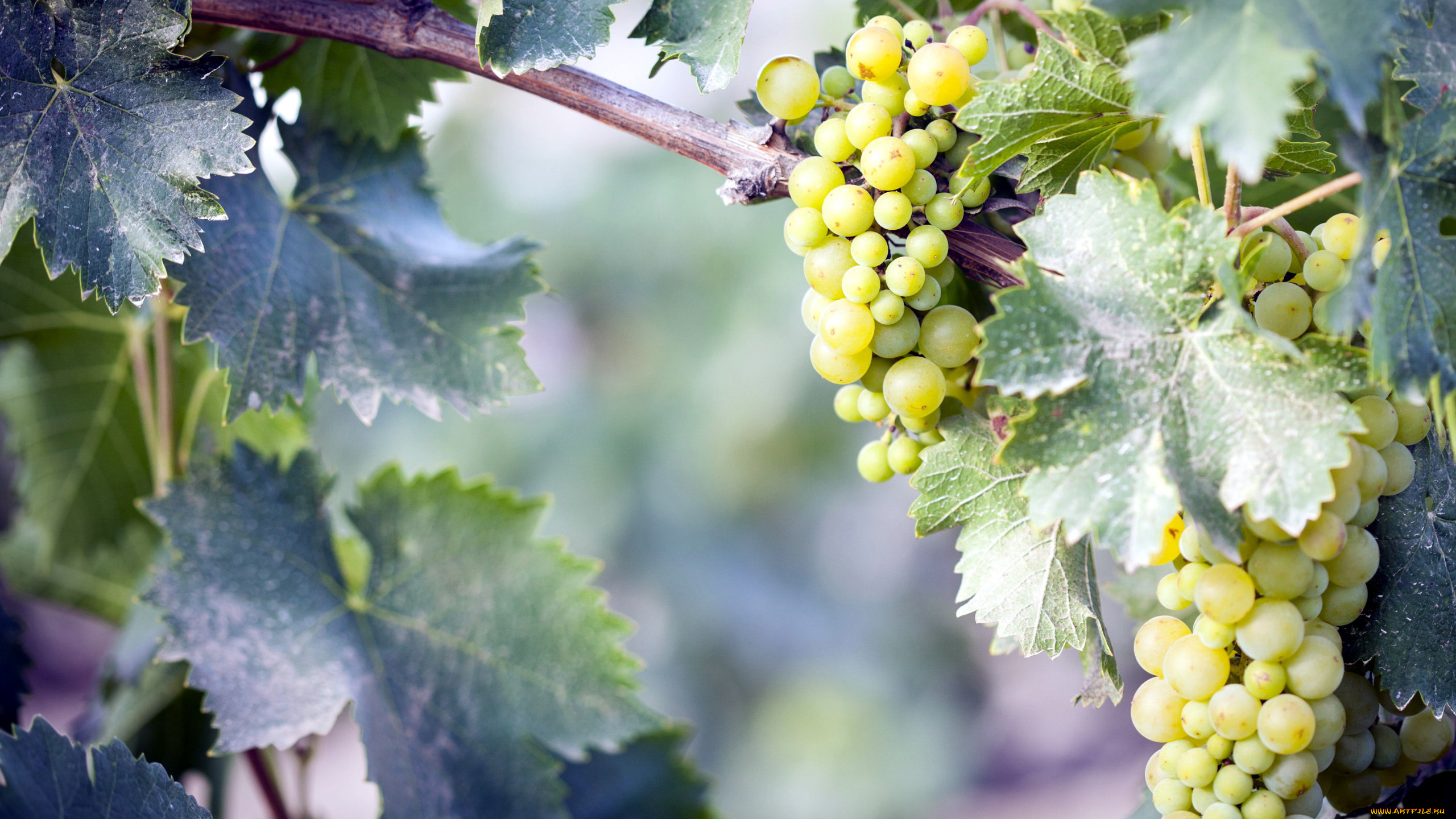 природа, ягоды, , виноград, виноград
