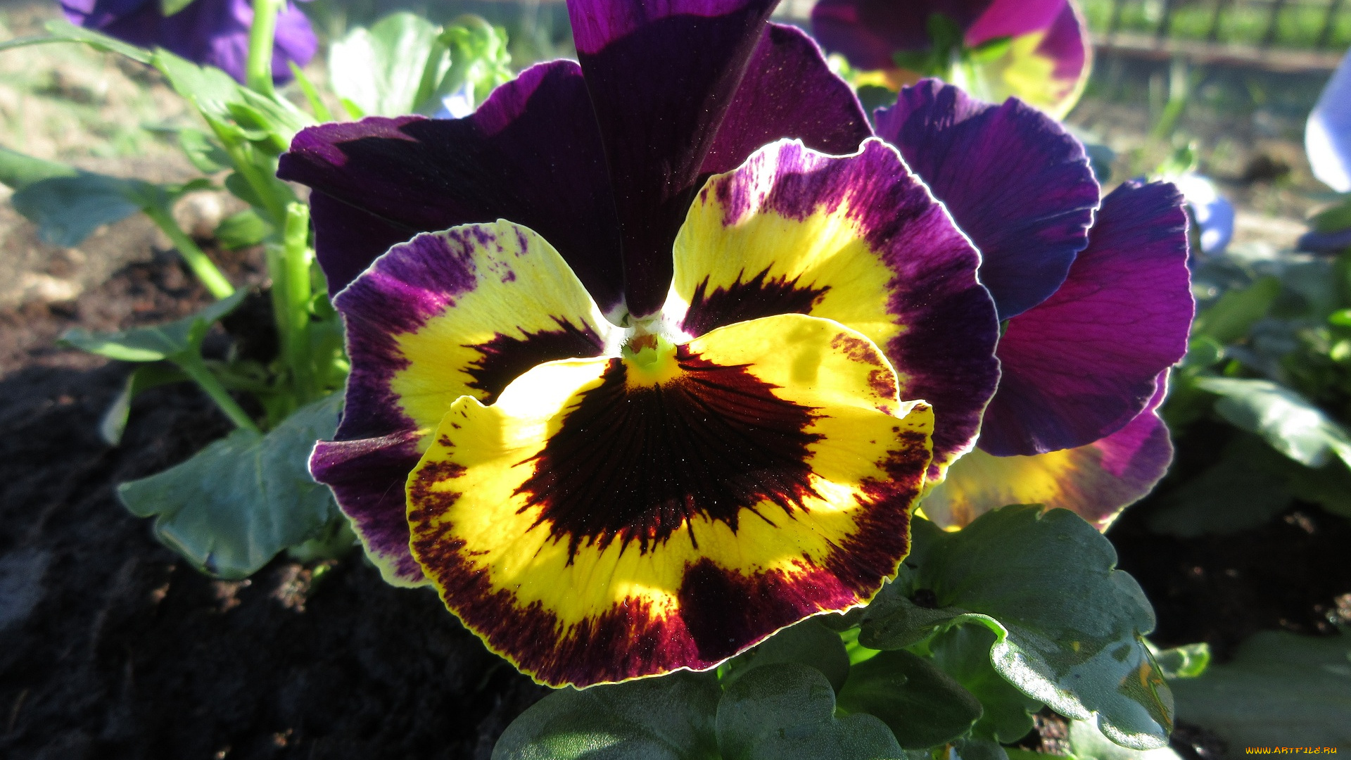 цветы, анютины, глазки, , садовые, фиалки, анютины, глазки