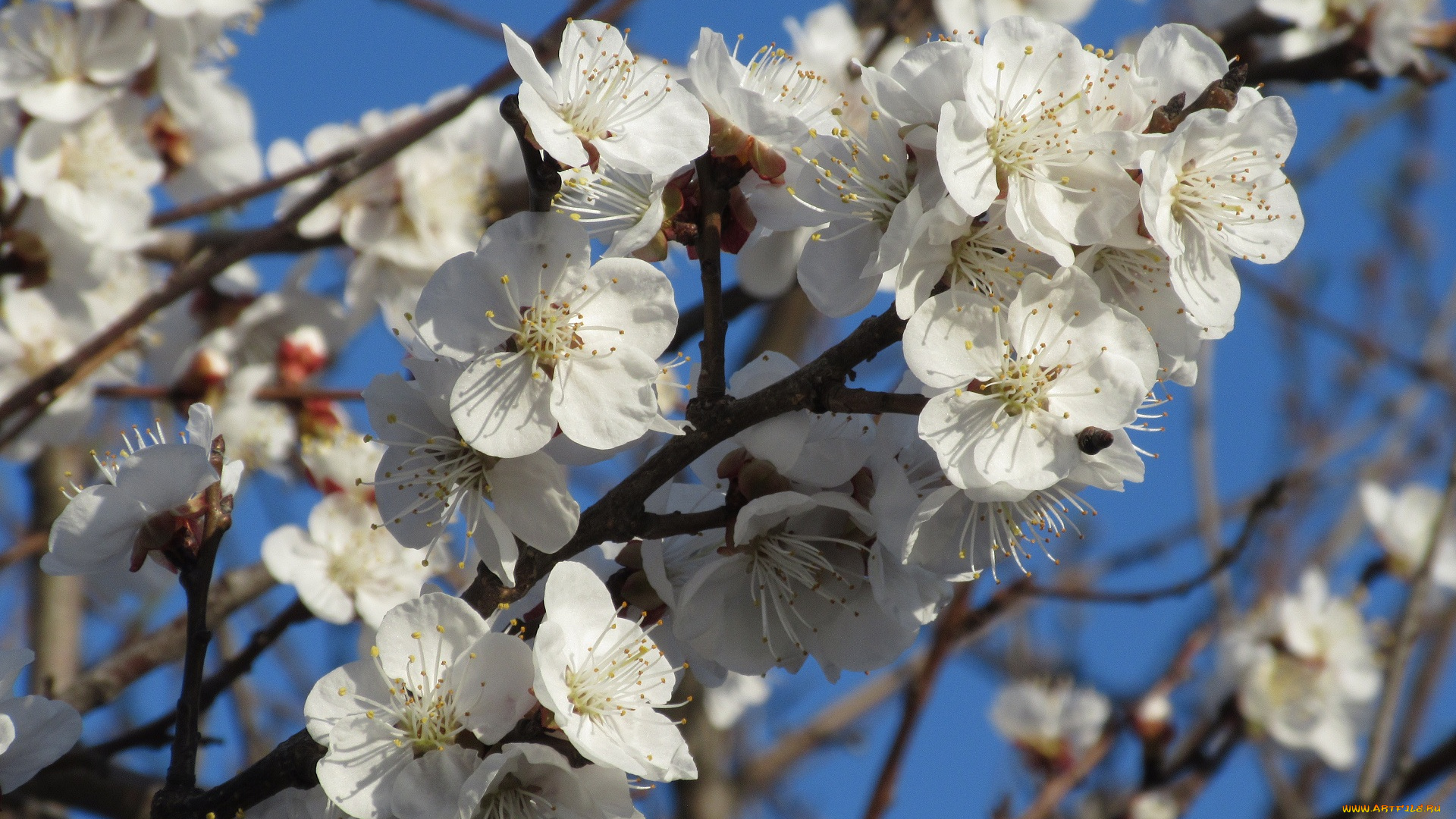 цветы, цветущие, деревья, , , кустарники, абрикос