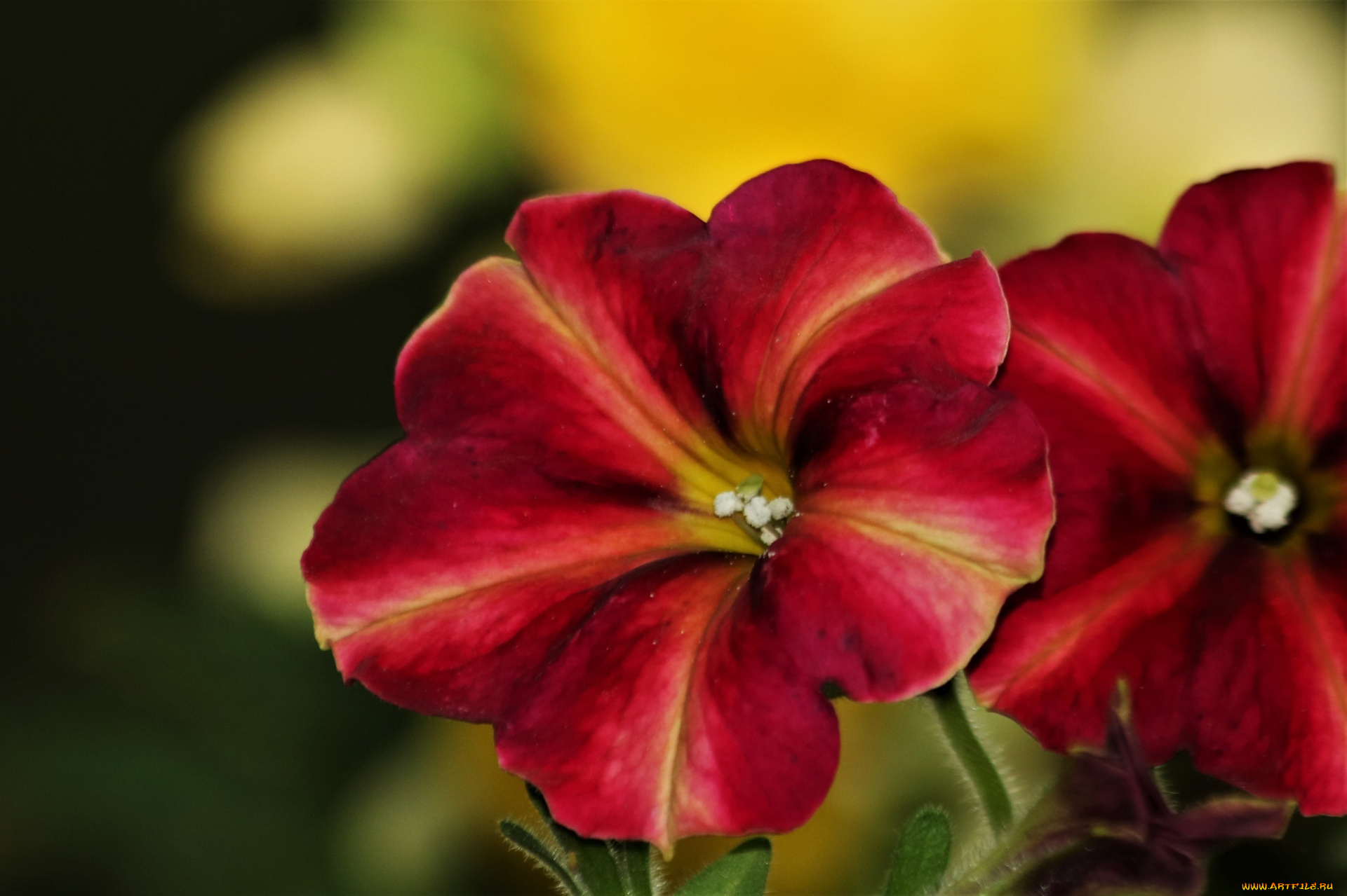 цветы, петунии, , калибрахоа, макро