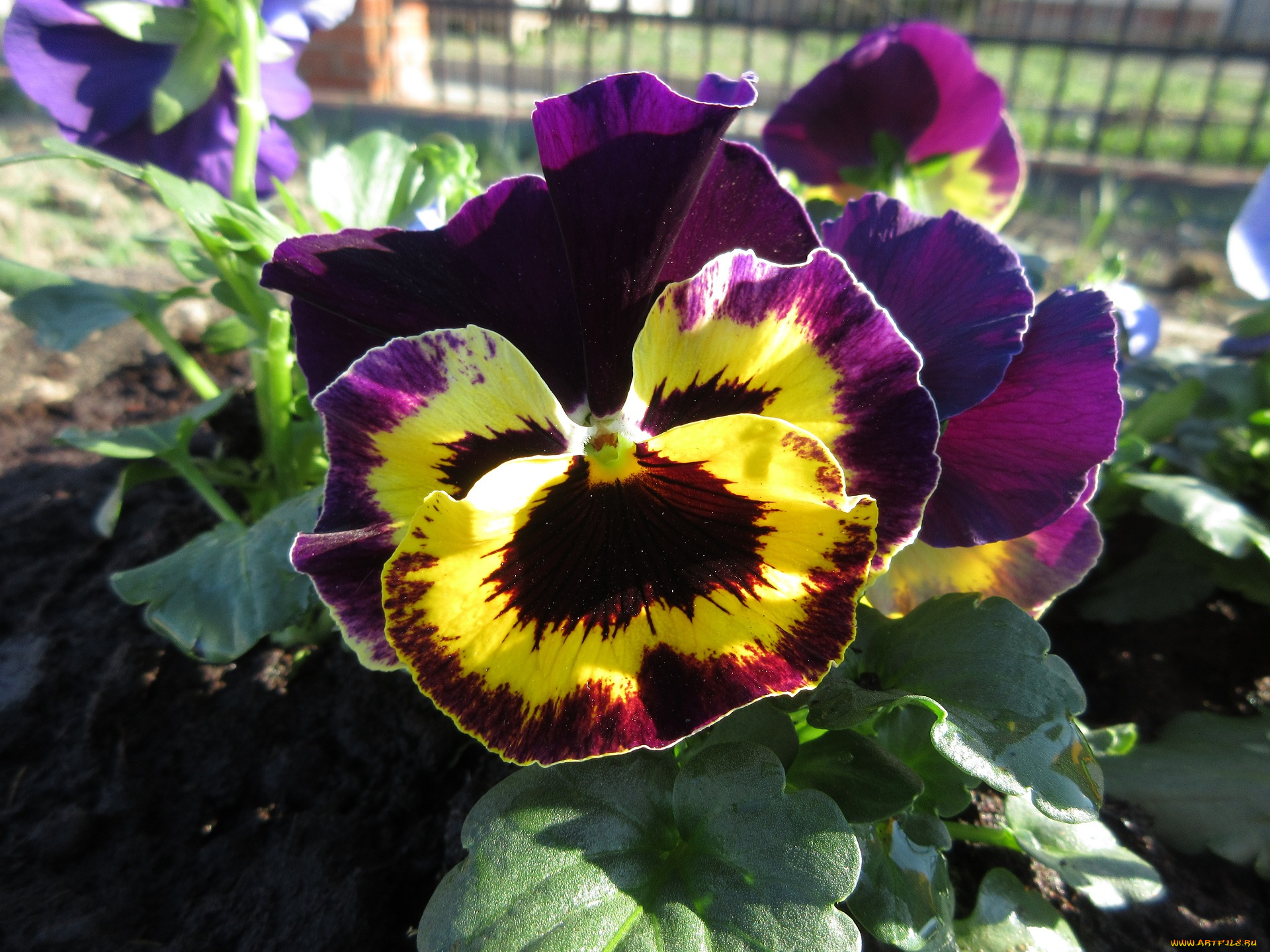 цветы, анютины, глазки, , садовые, фиалки, анютины, глазки