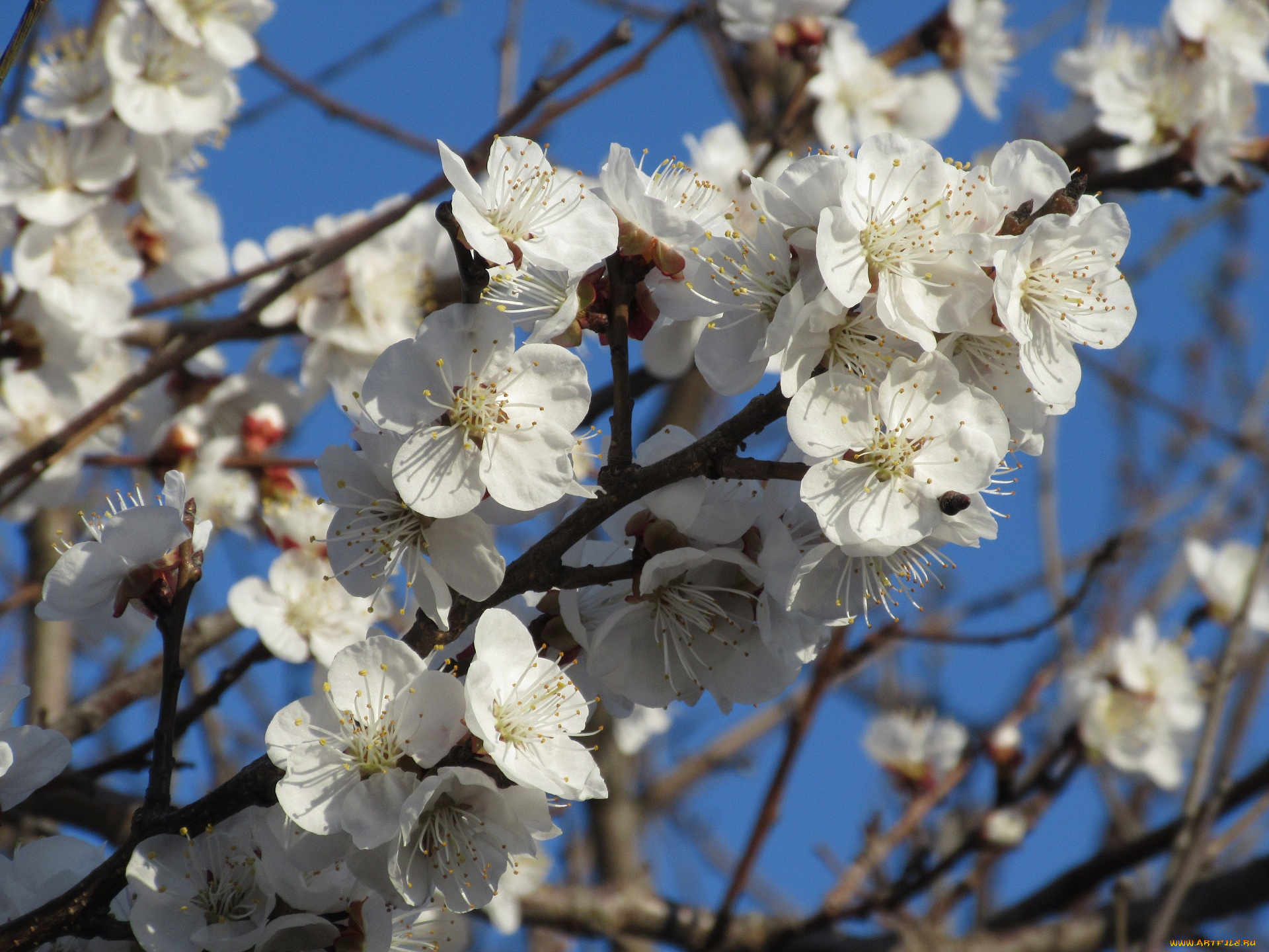 цветы, цветущие, деревья, , , кустарники, абрикос