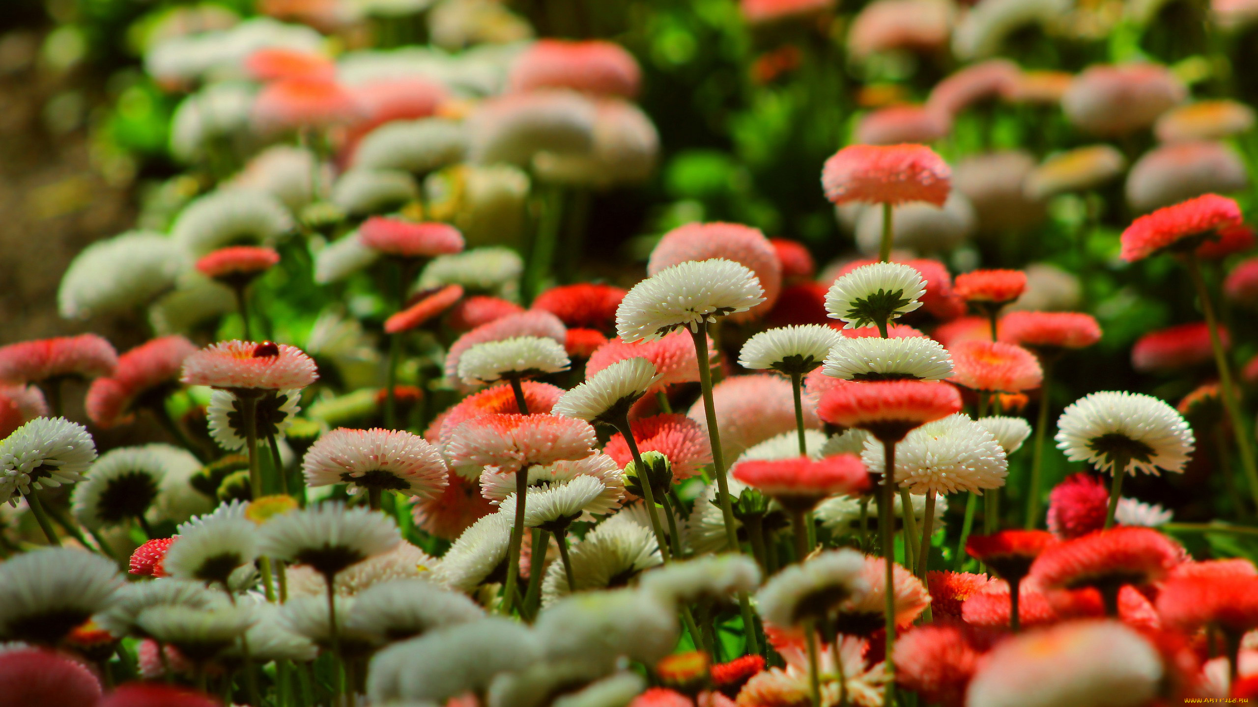 цветы, маргаритки, белые, розовые, красные, много