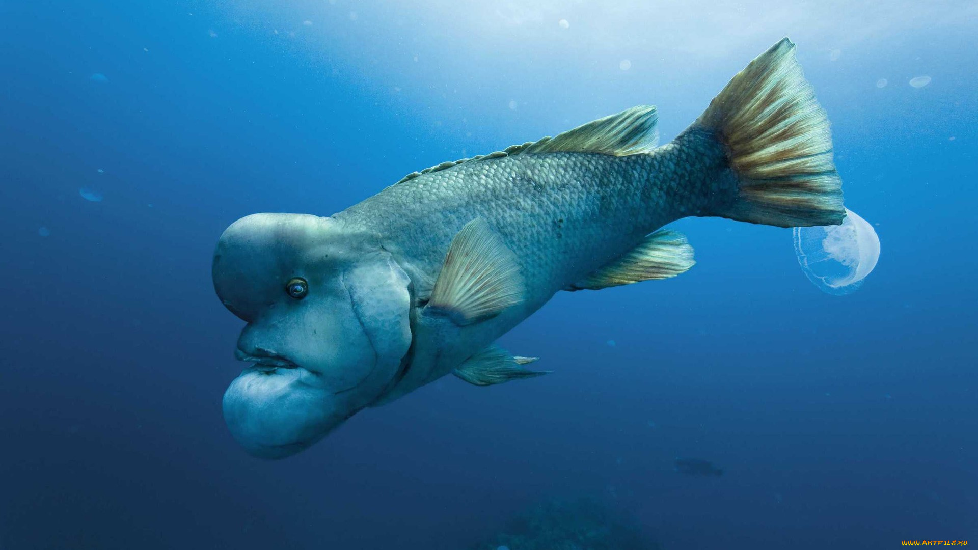 кино, фильмы, oc&, 233, ans, рыба, море