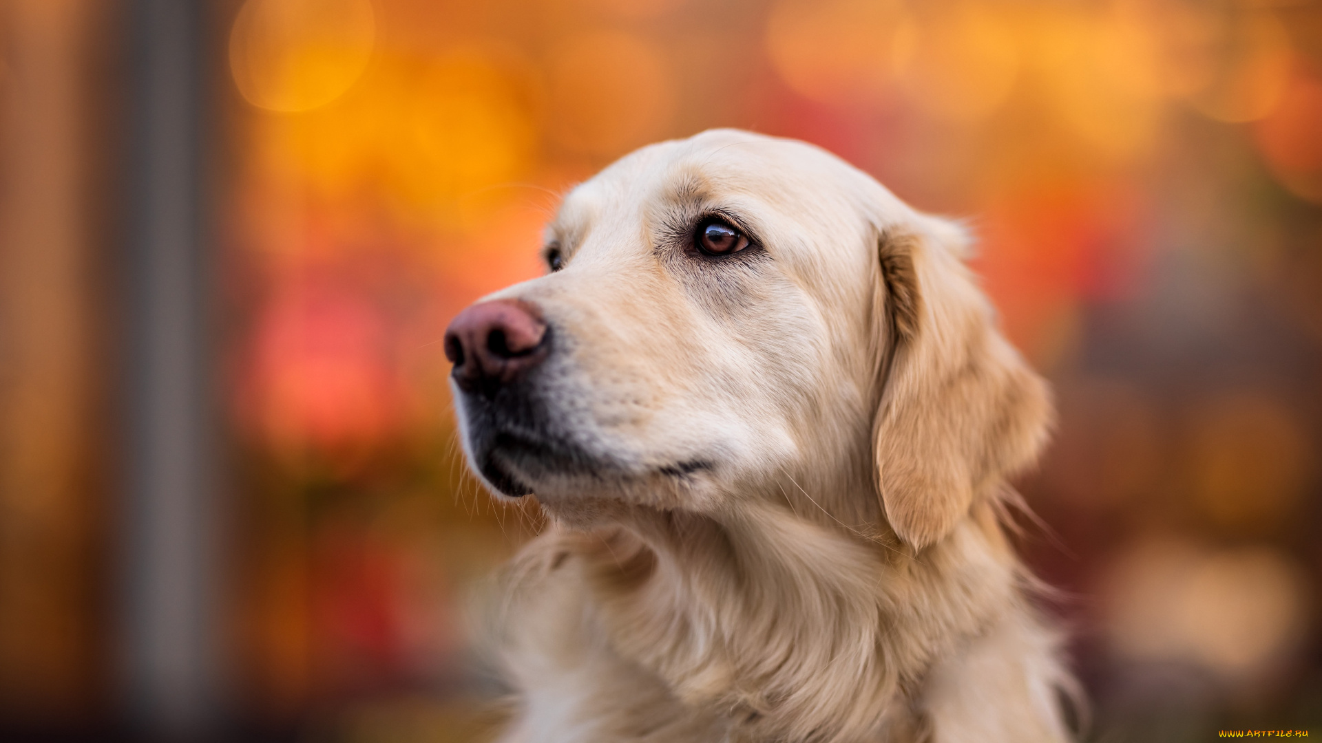 животные, собаки, собака