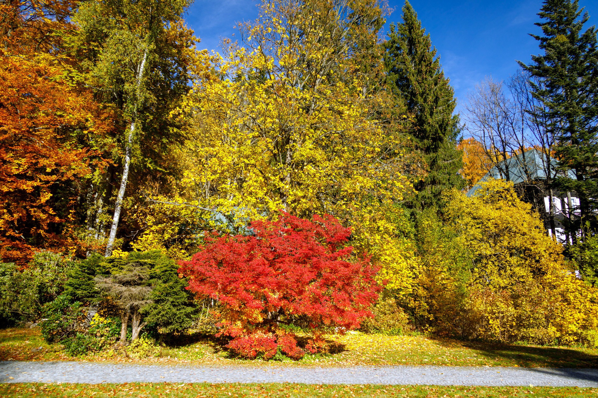 природа, парк, осень, деревья